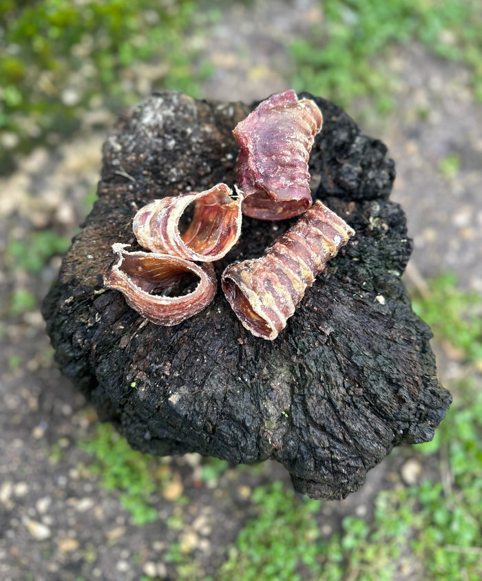 Anneau de trachée de boeuf