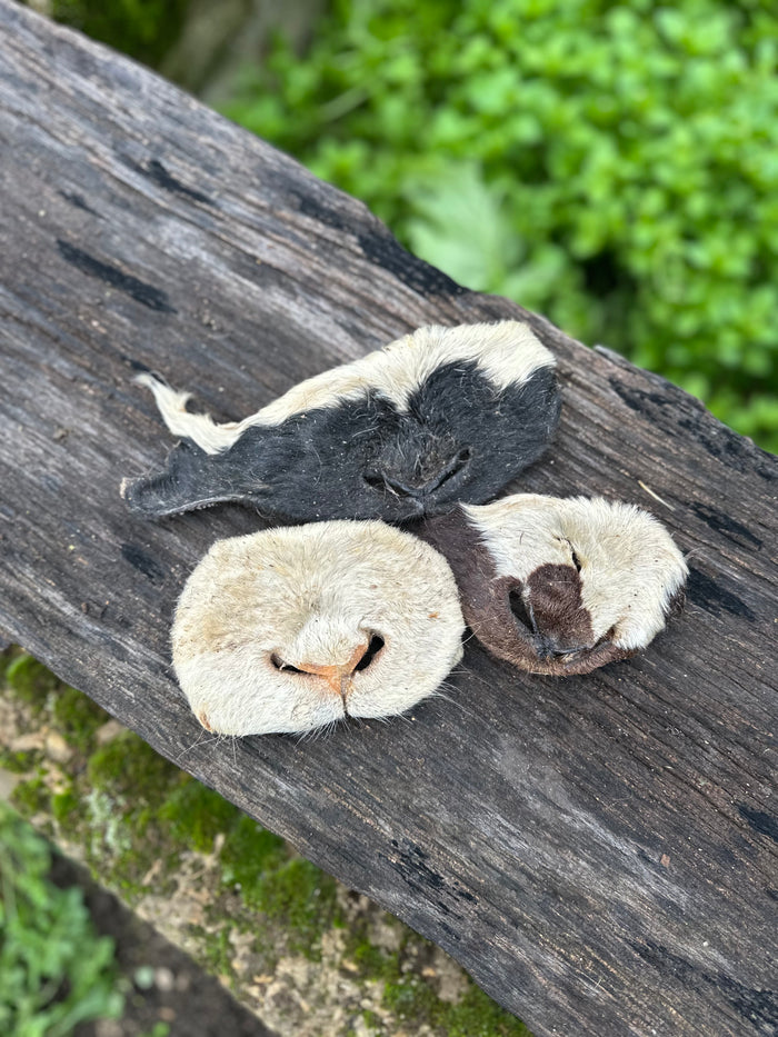 Museau d'agneau avec poils