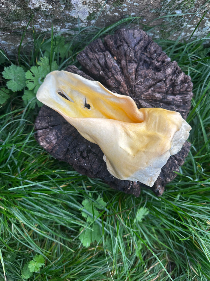 Oreille de boeuf soufflée blanche