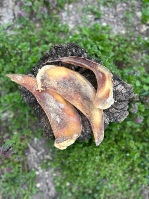 Mini omoplate de cerf