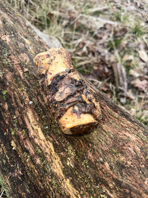 Os à moelle de boeuf enrobés de poumon