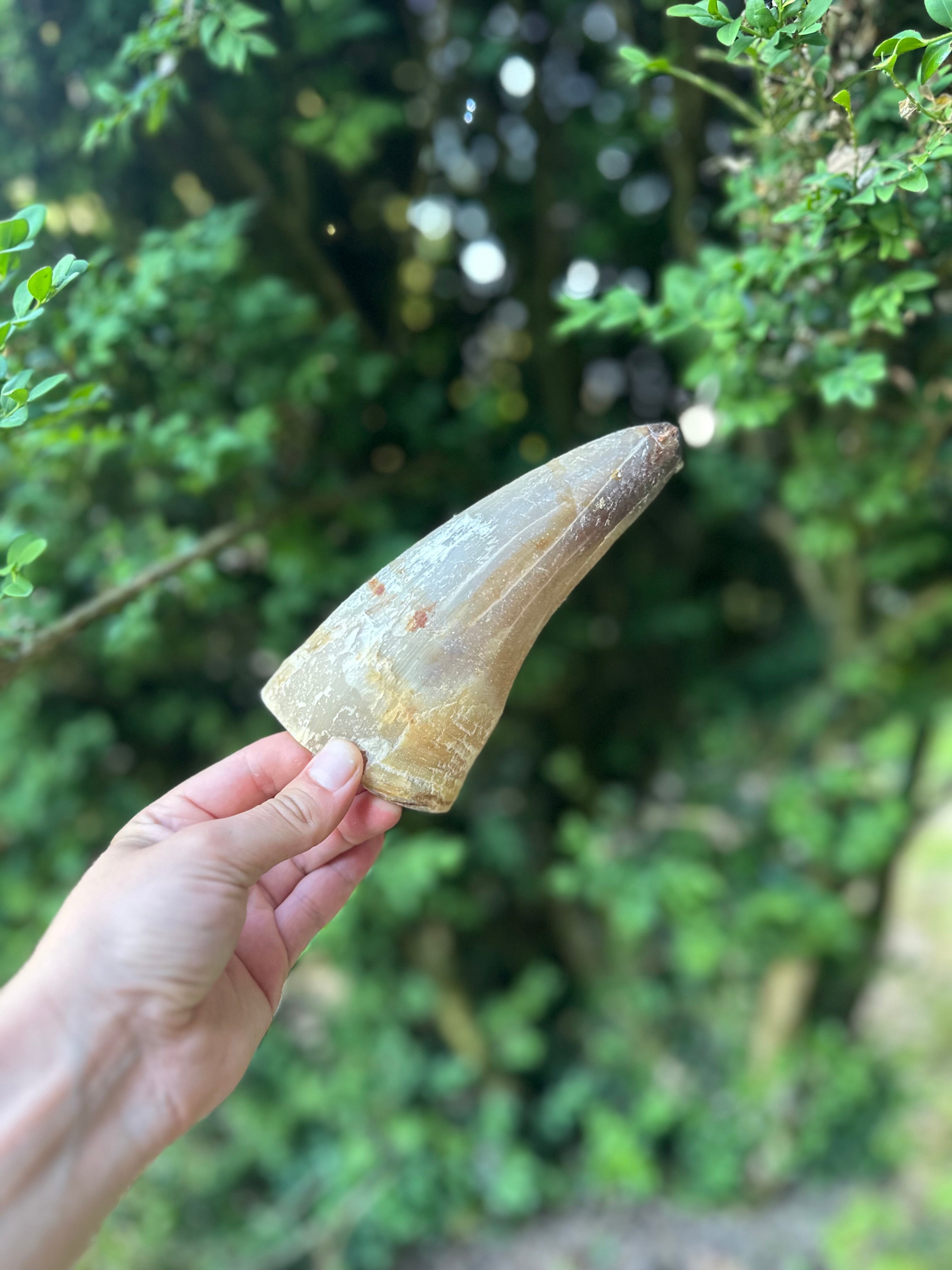 Corne de boeuf - M