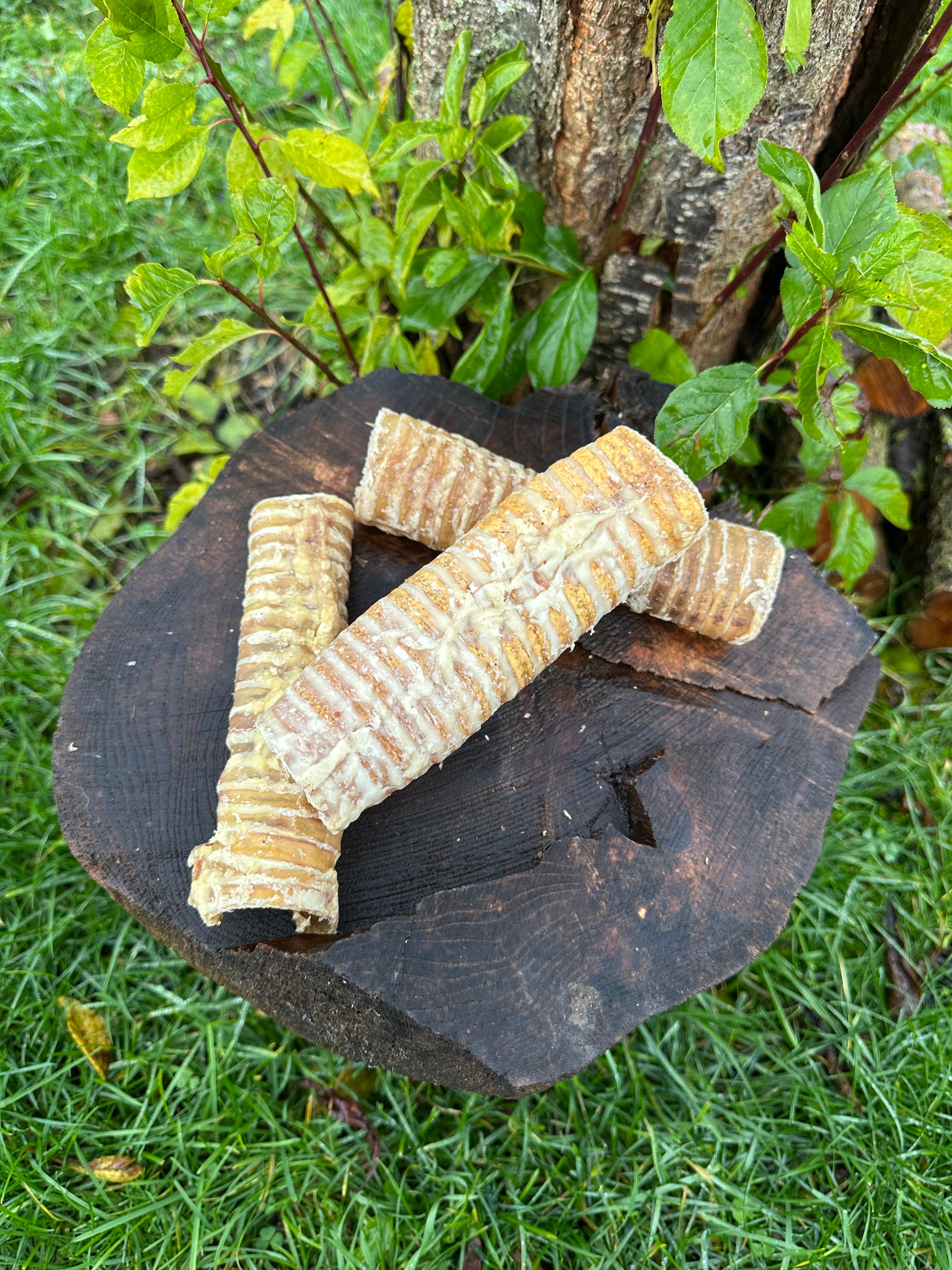 Trachée de bœuf courte