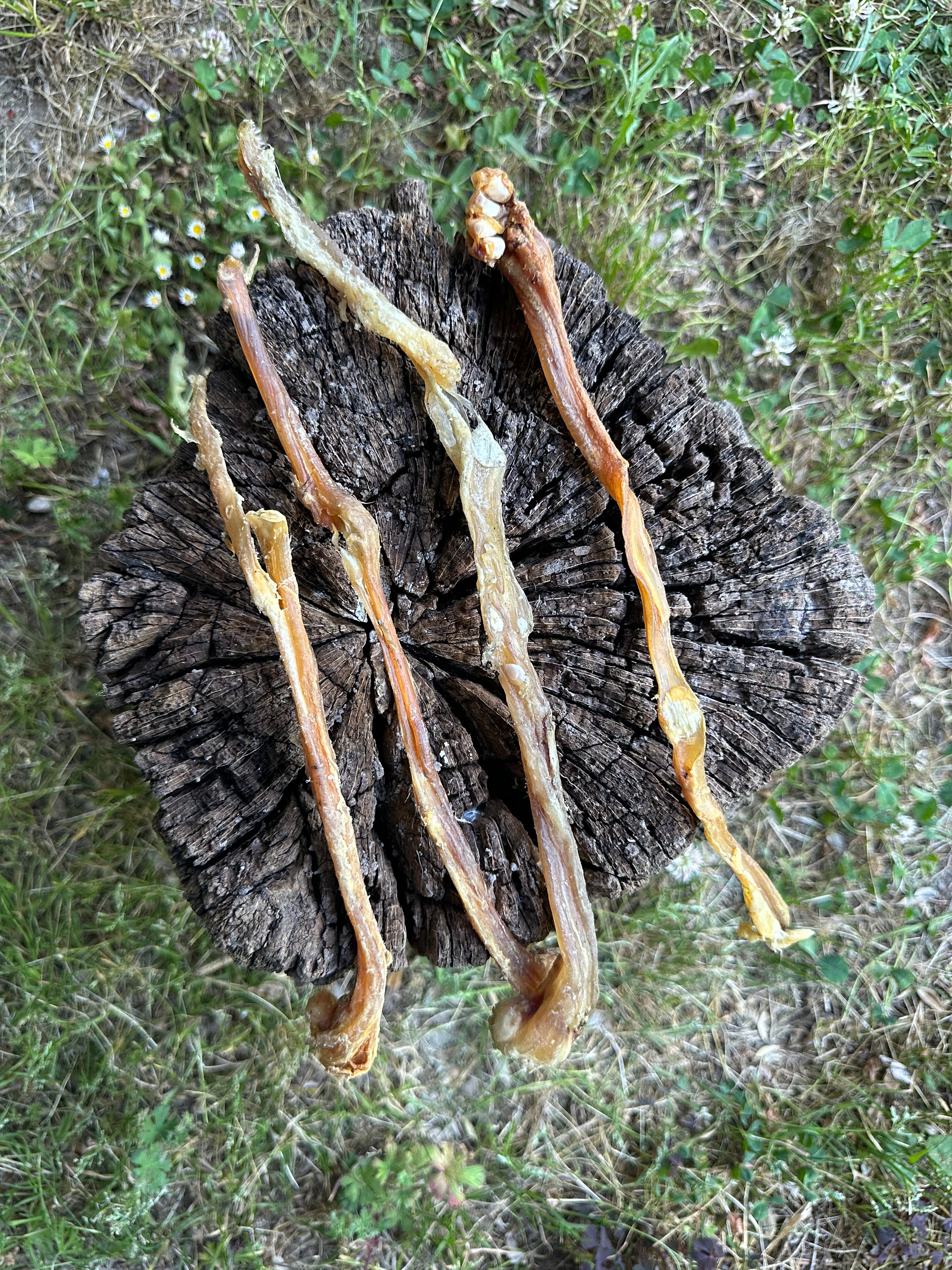 Tendon d'achille de chèvre