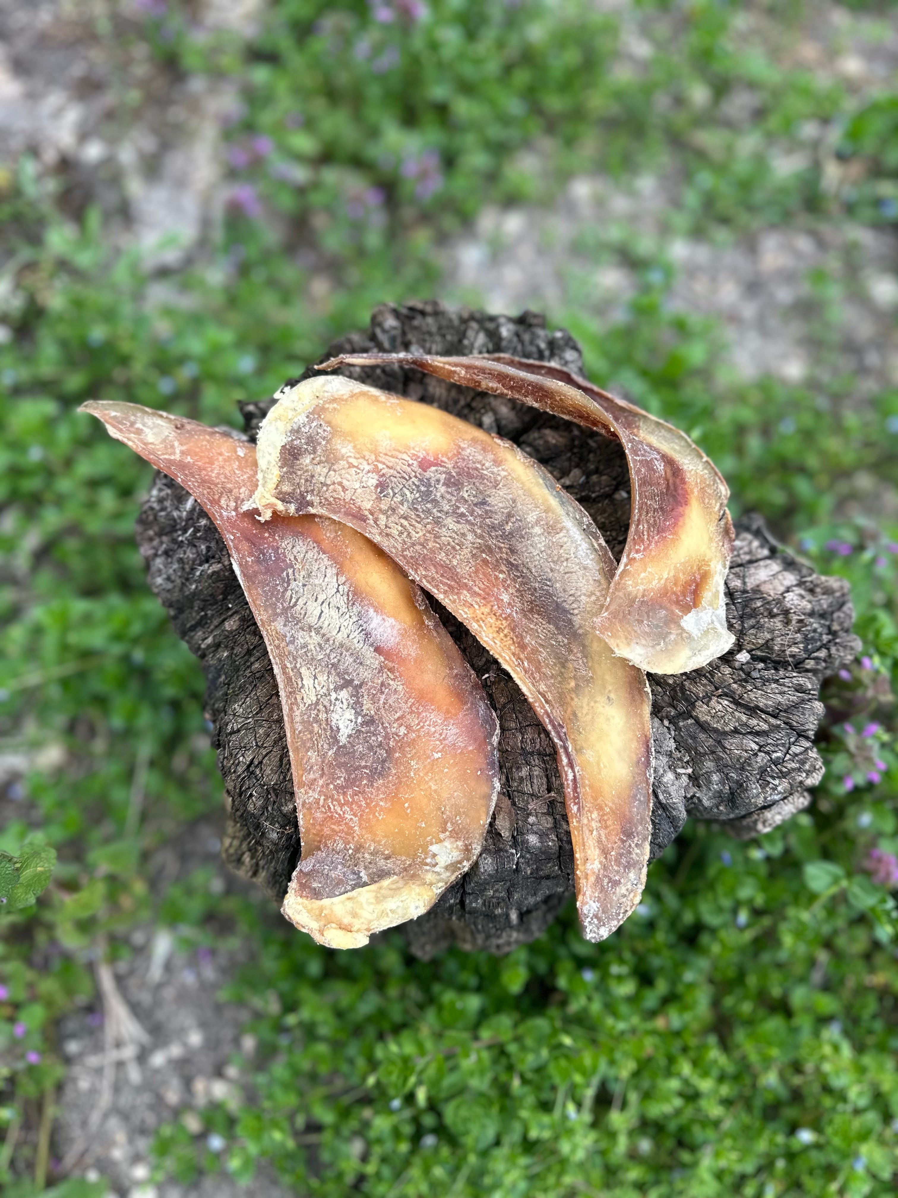 Mini omoplate de cerf