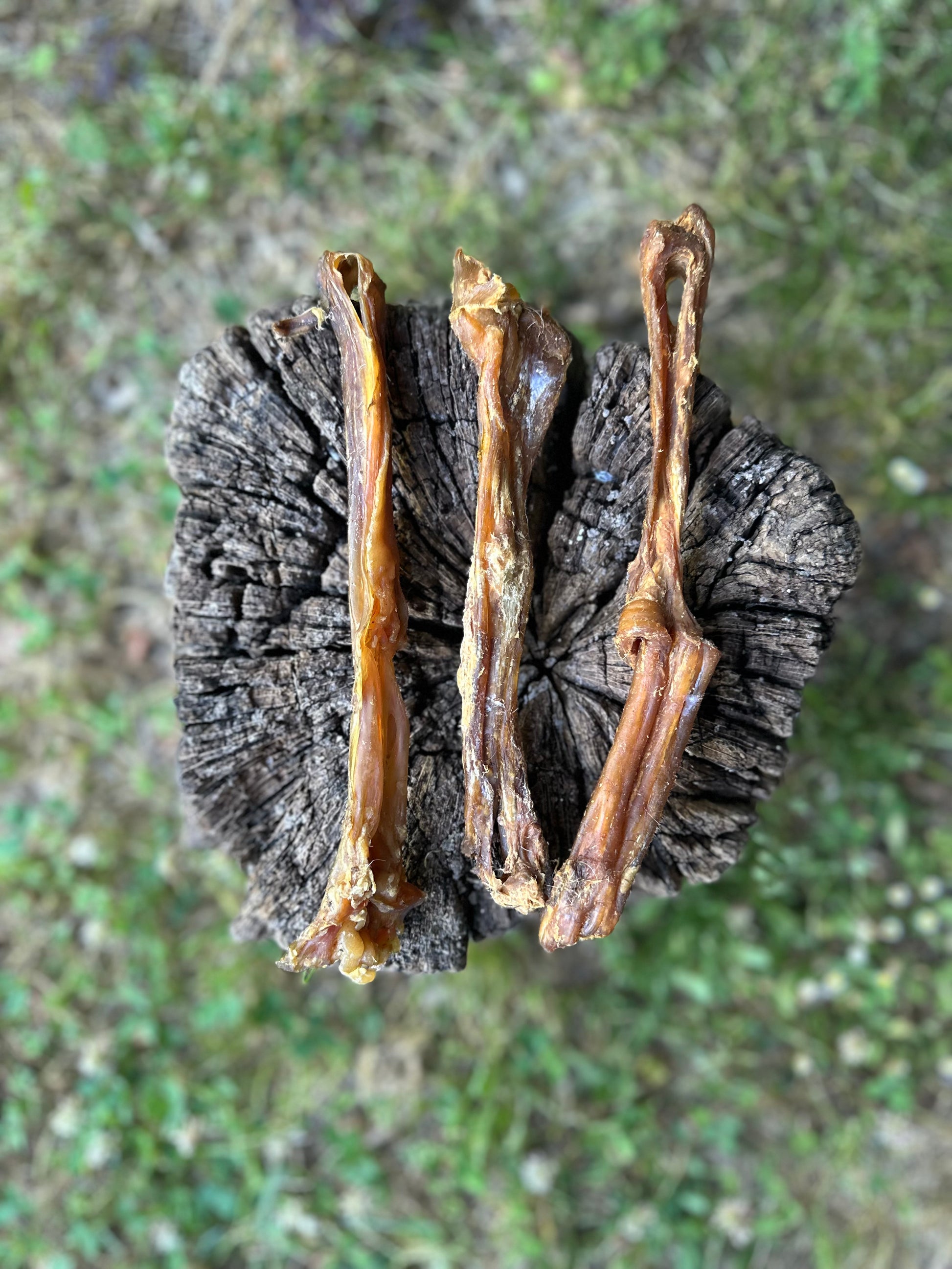 Tendon d'achille de buffle