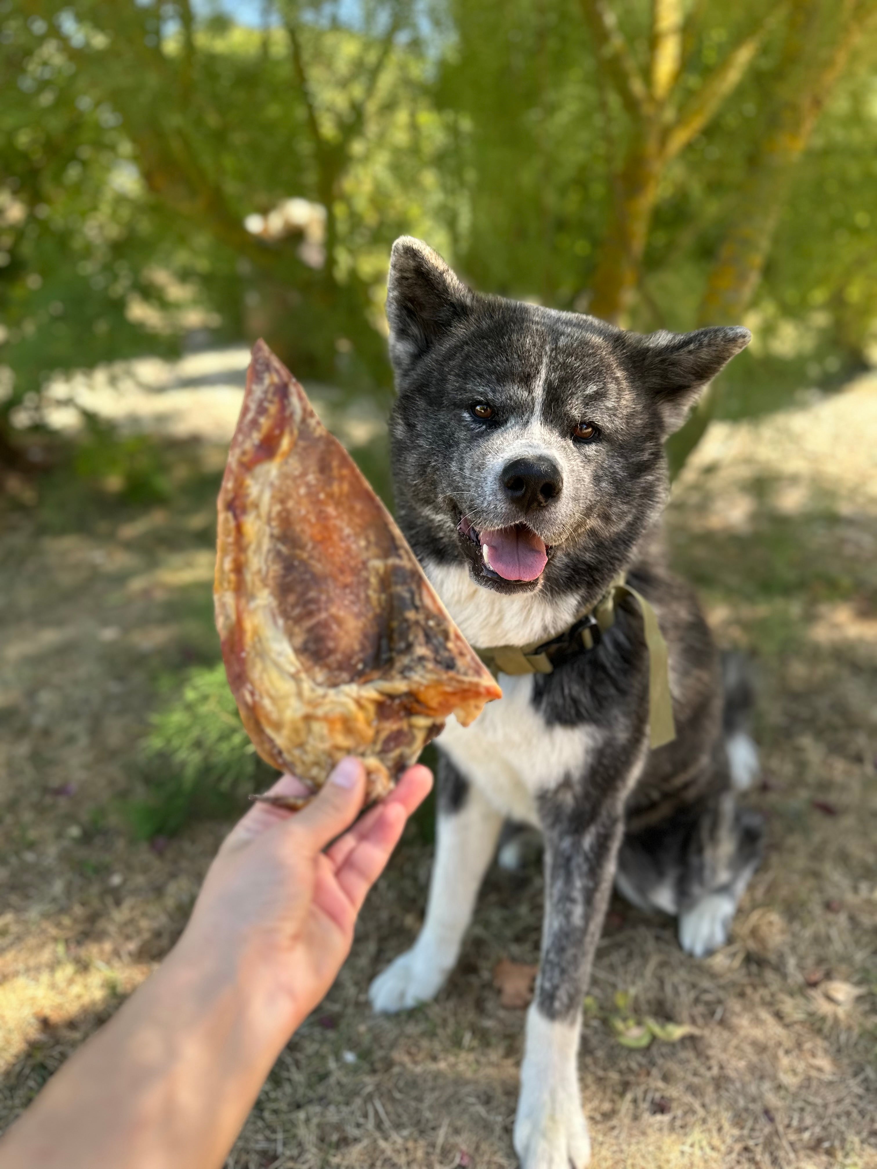 Mini omoplate de boeuf