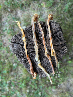 Tendon d'achille de chèvre
