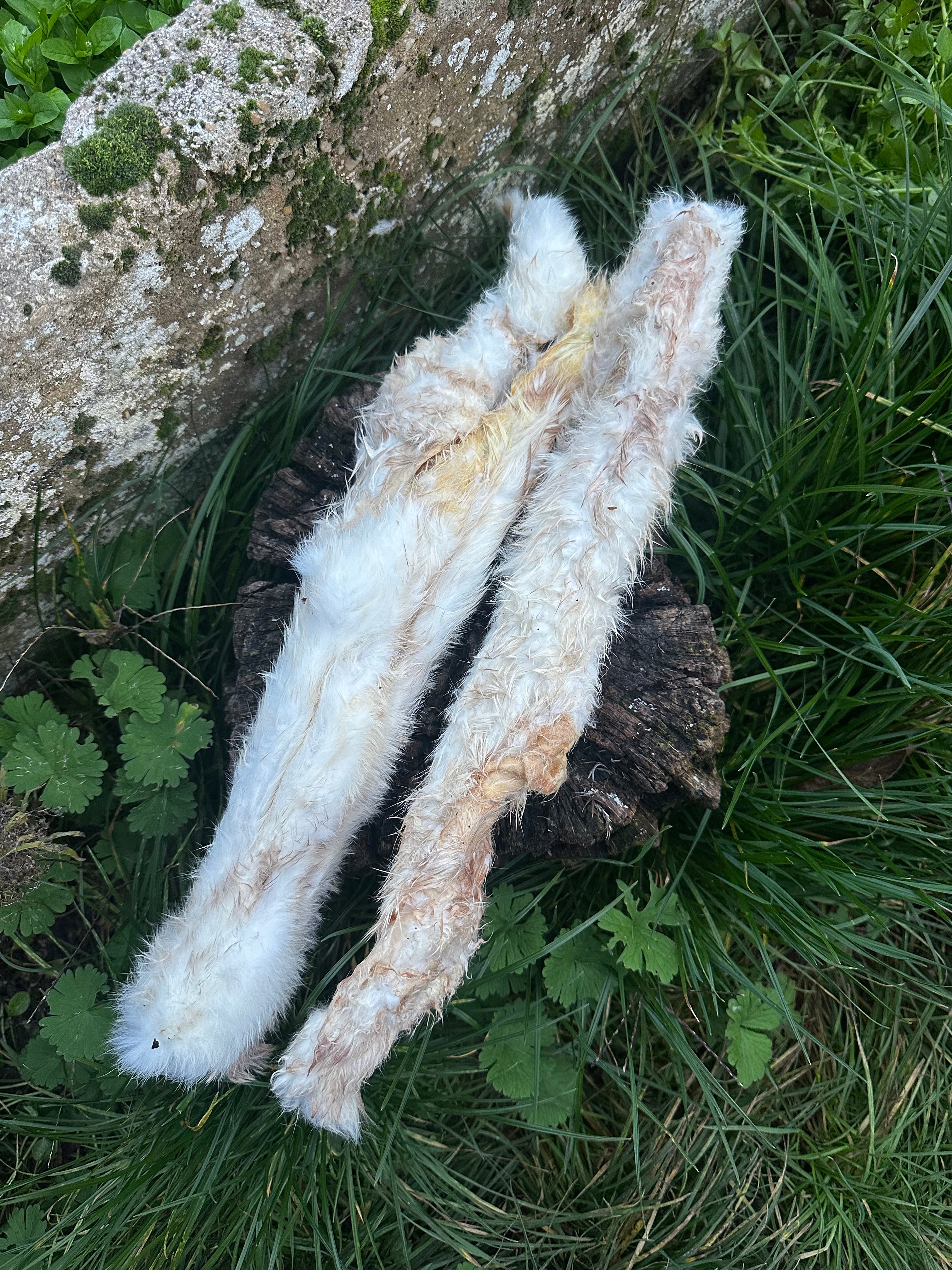 Peau de lapin avec poils