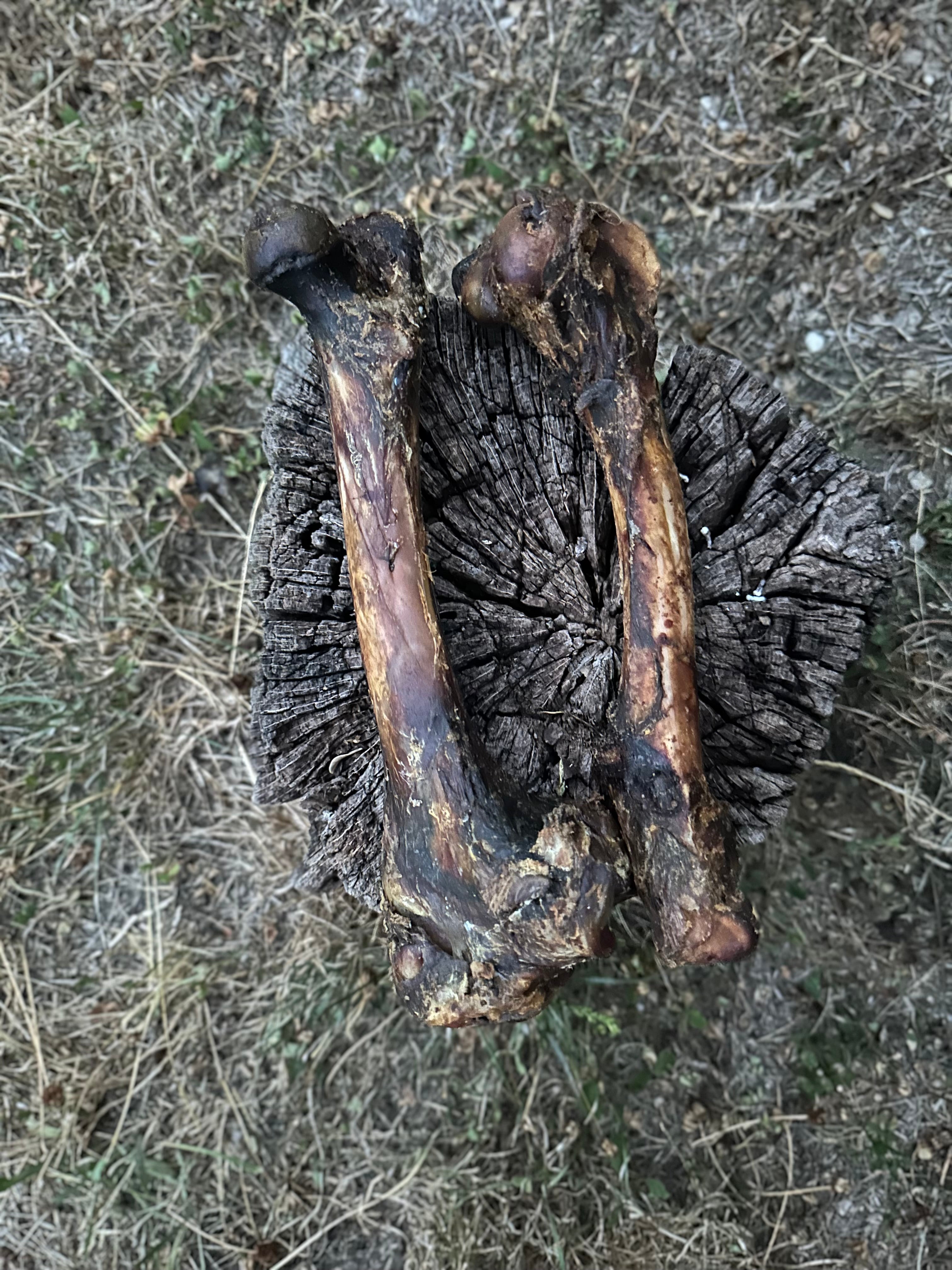 Os de cerf - S