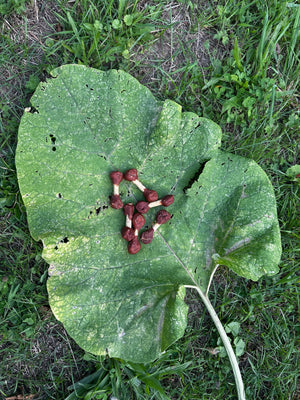 Haltère de poulet croustillante