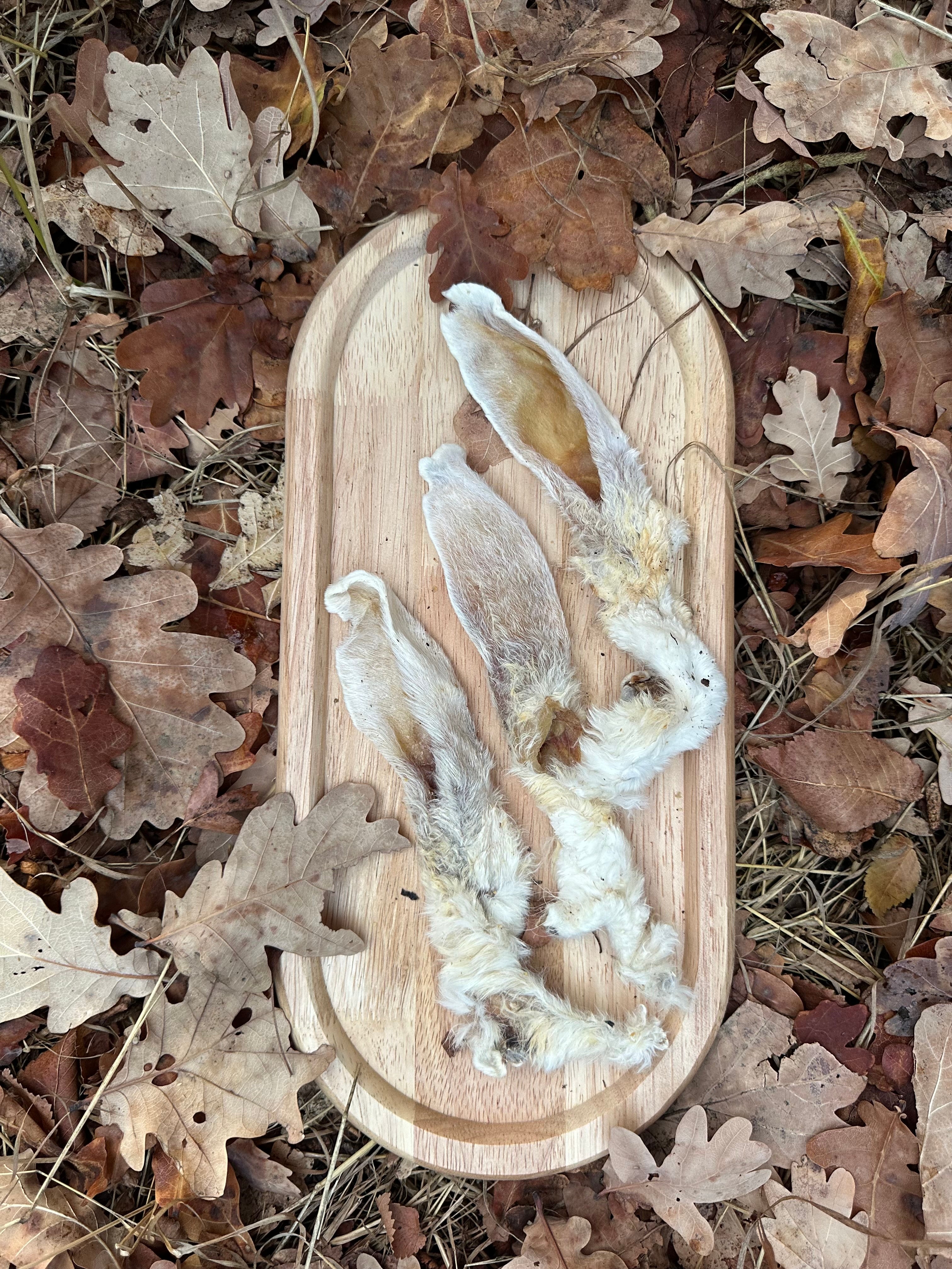 Oreille de lapin avec poils