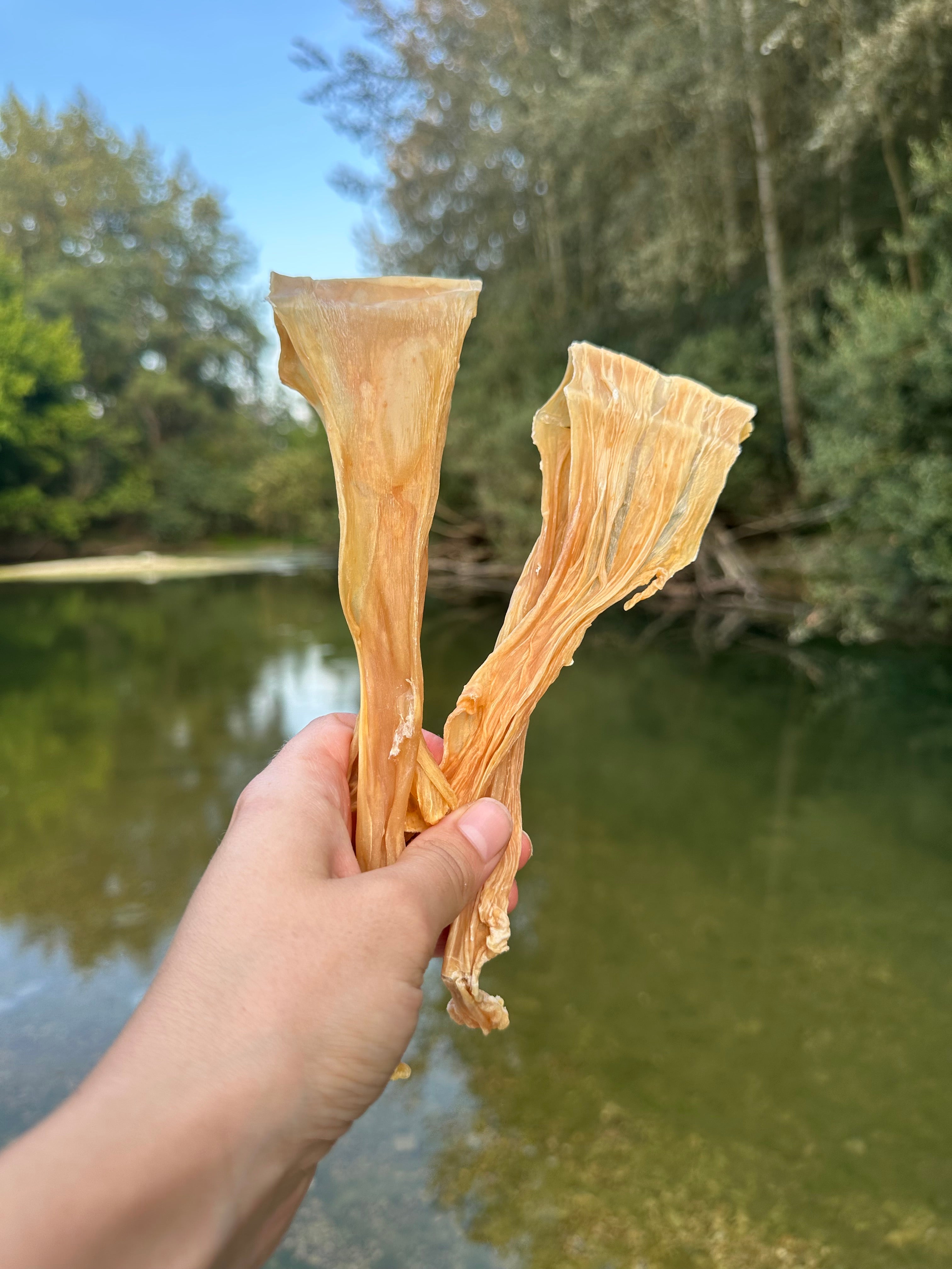 Lamelle de calamar