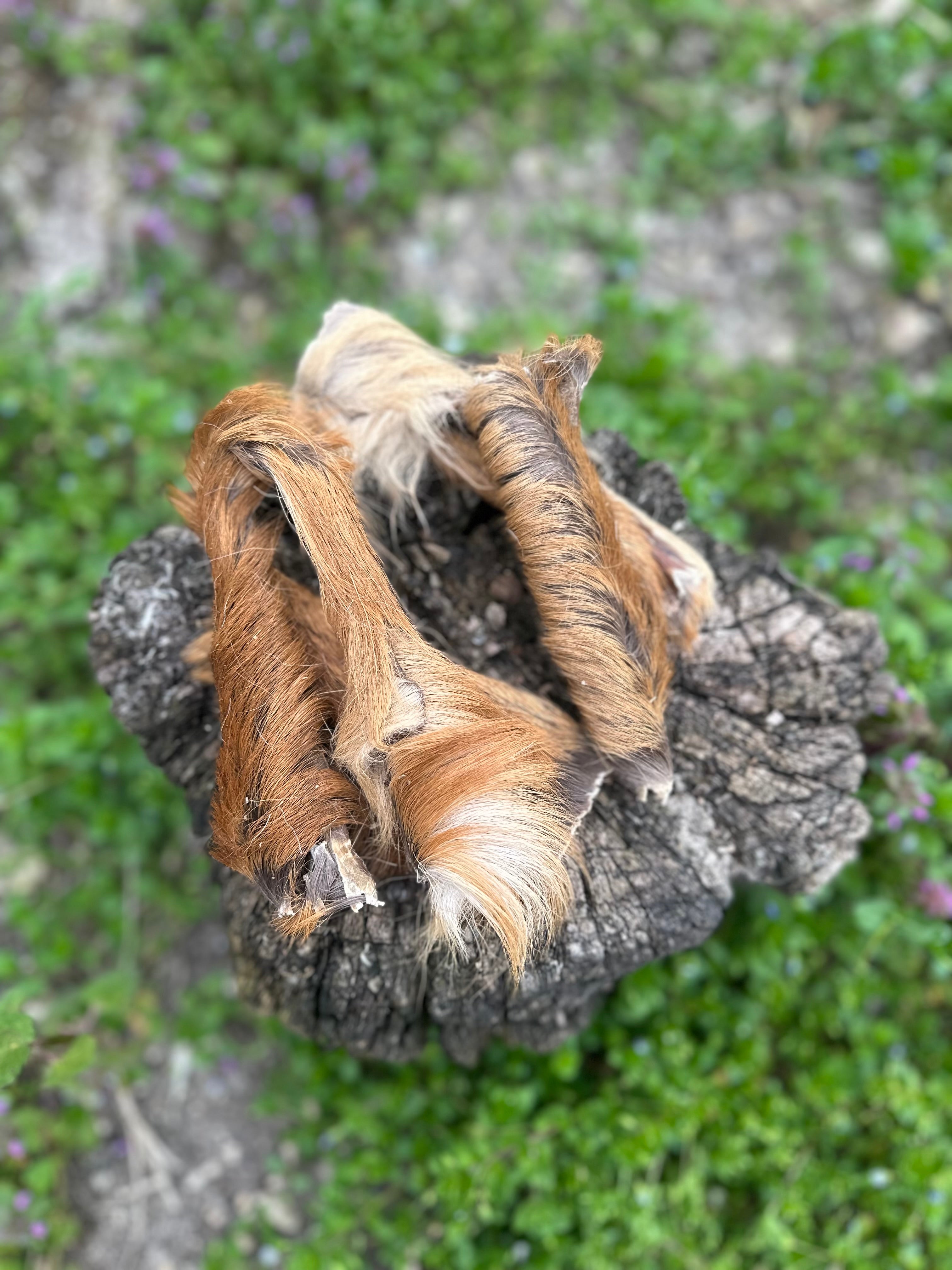 Peau de cerf avec poils
