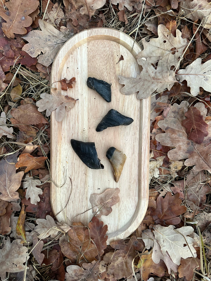 Sabot de chèvre - lot de 10