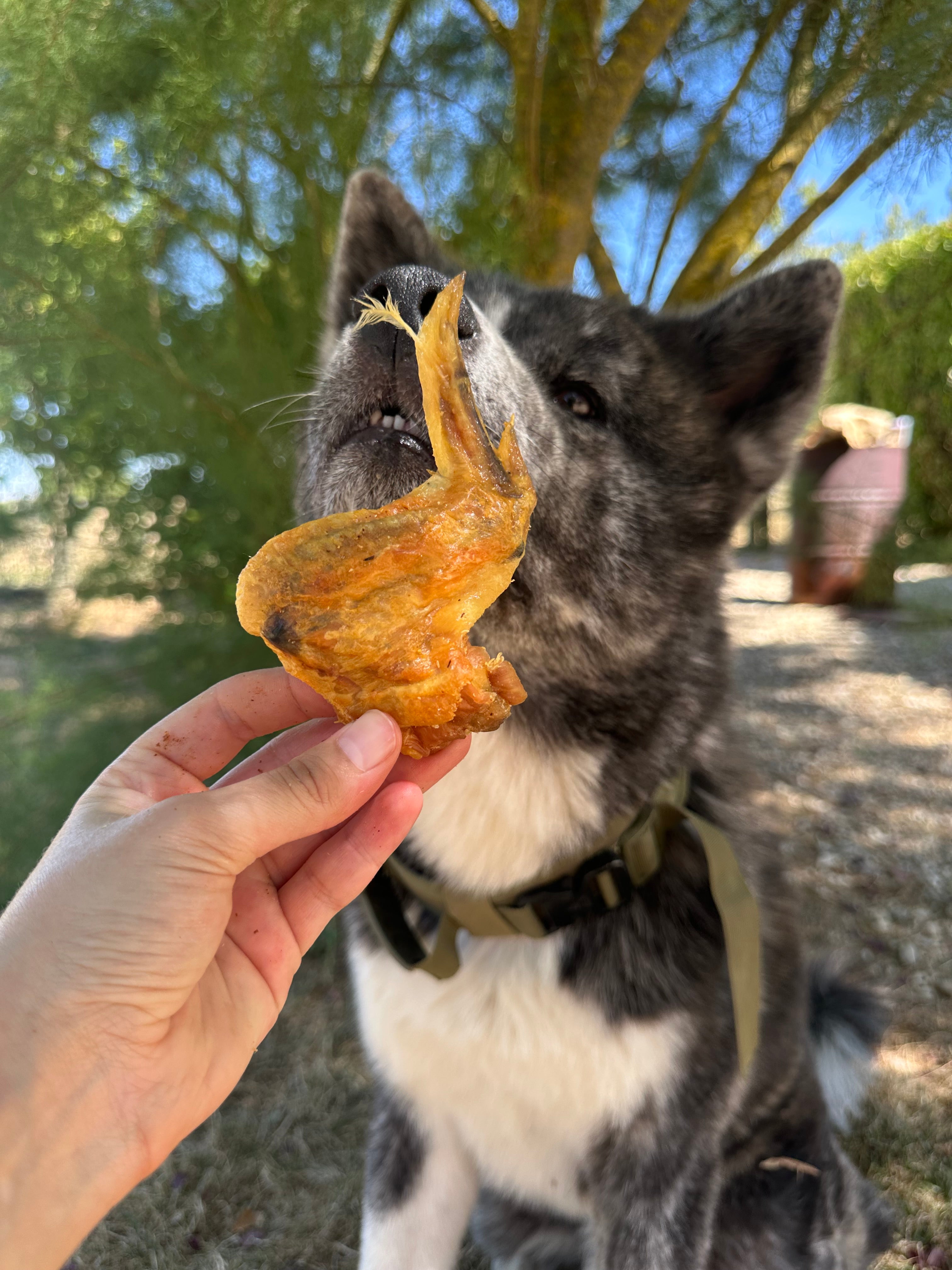 Aile de poulet entière