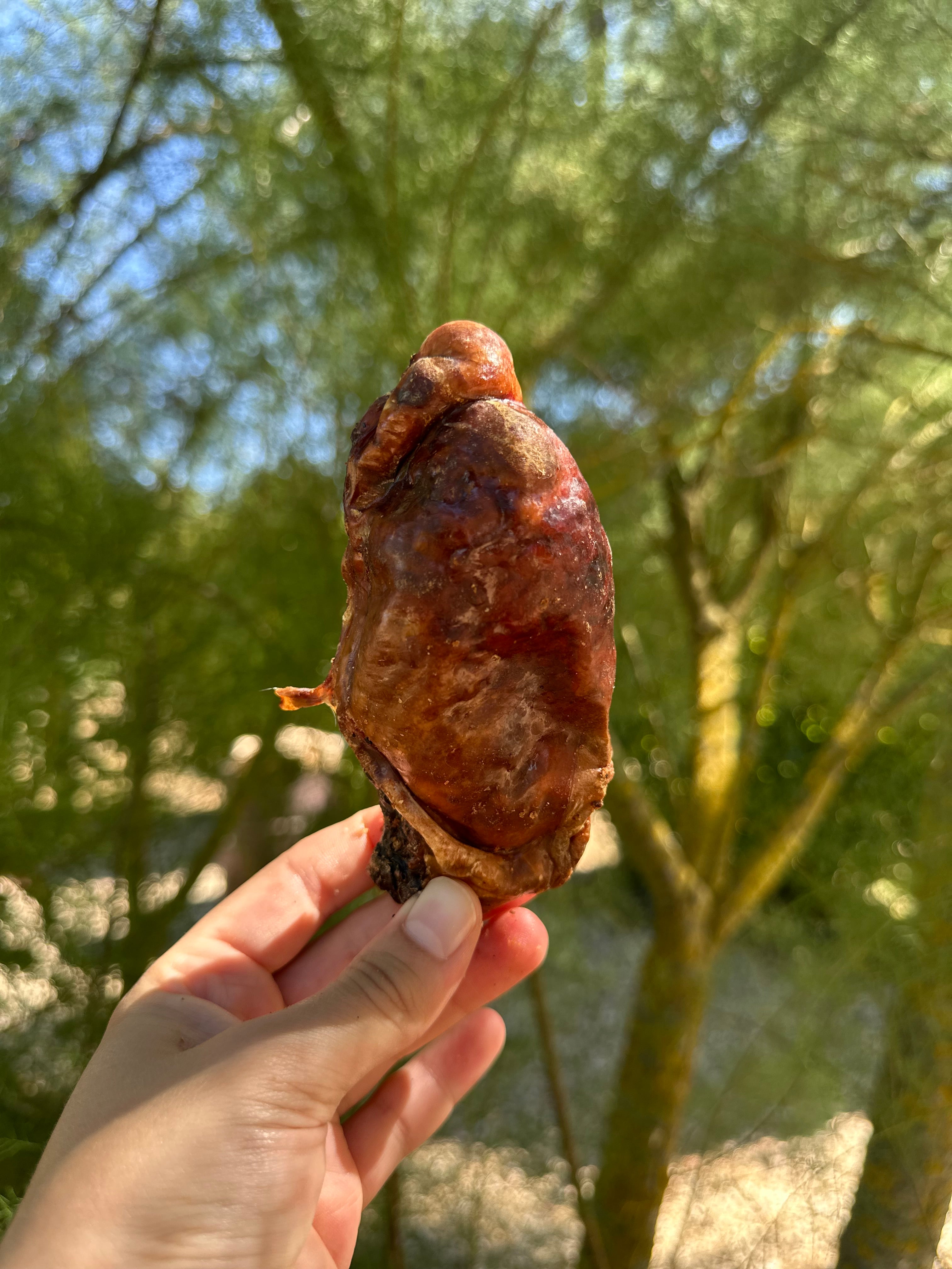 Testicule de taureau