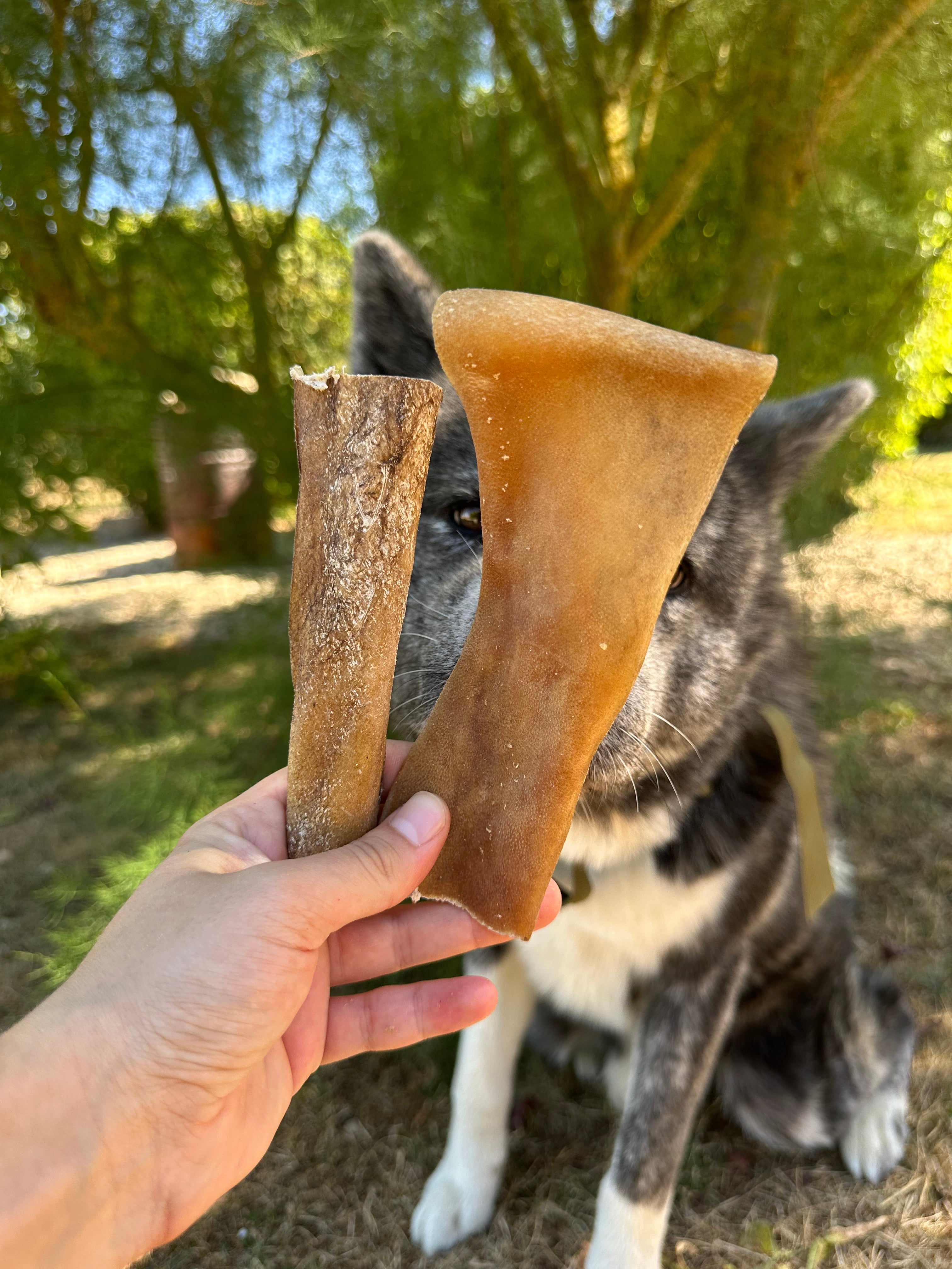 Cuir chevelu de chameau - 100g