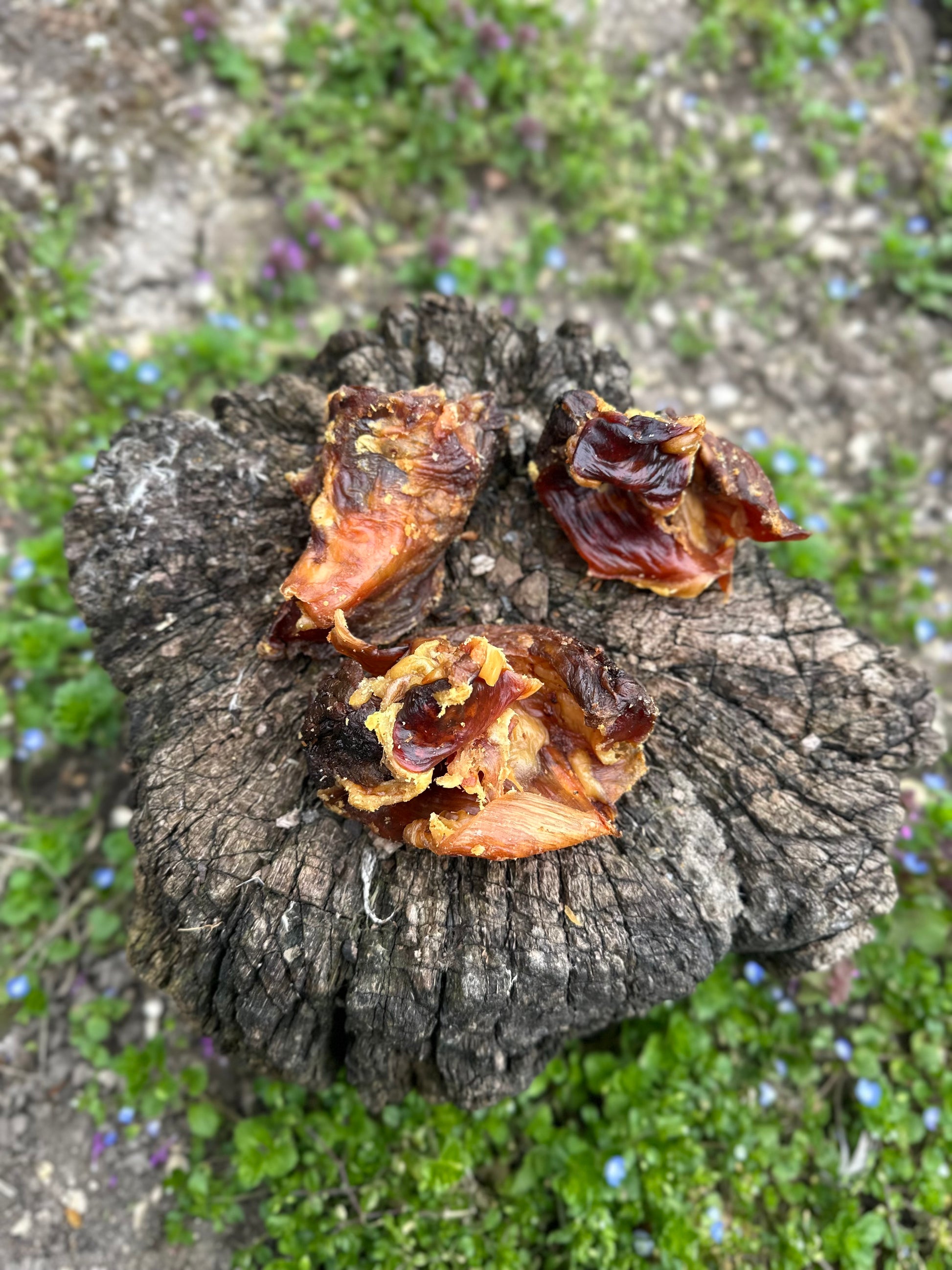 Rotule d'autruche