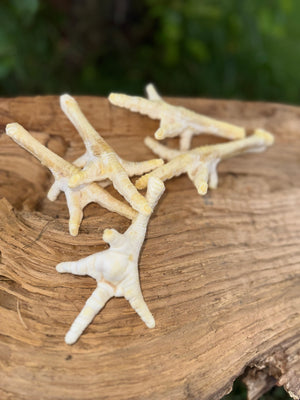 Patte de poulet soufflée blanche