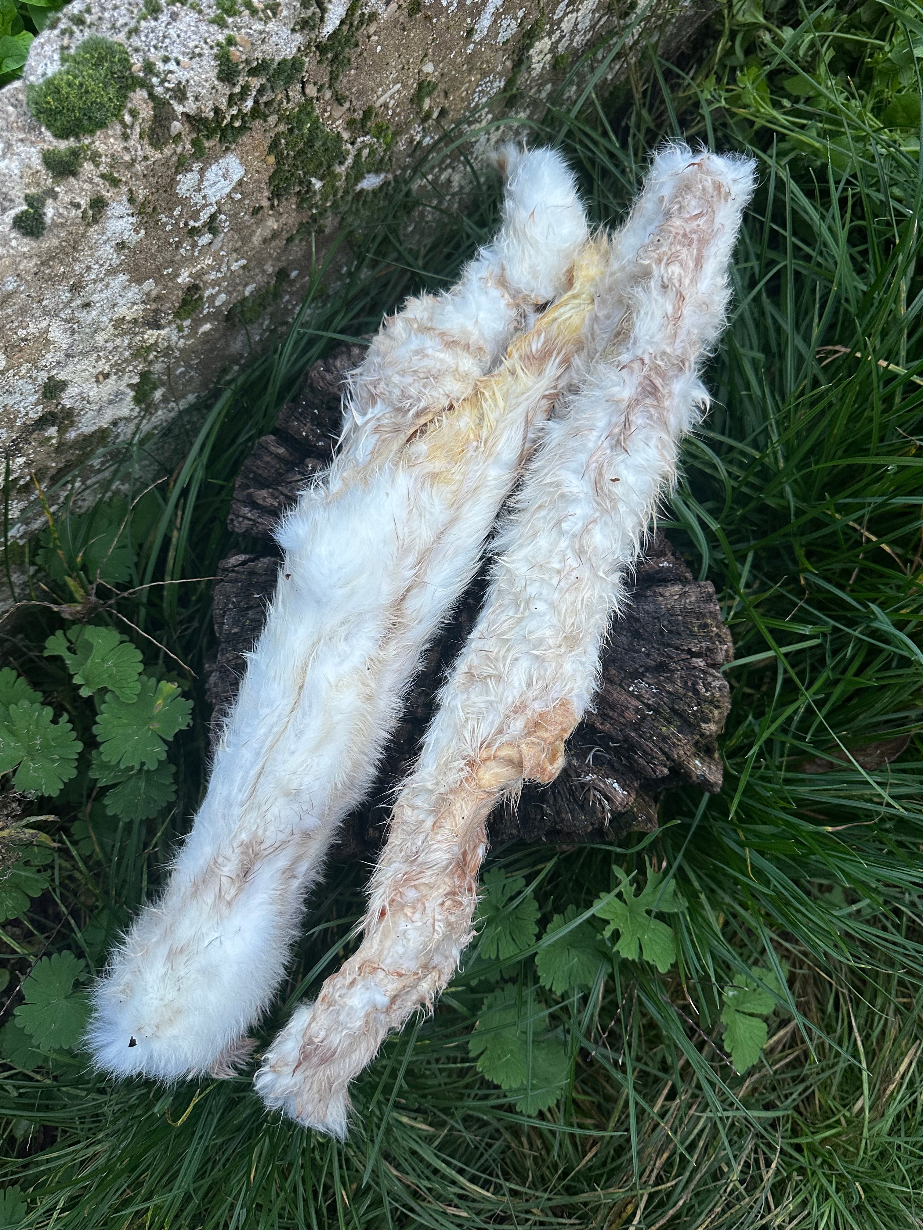 Peau de lapin avec poils