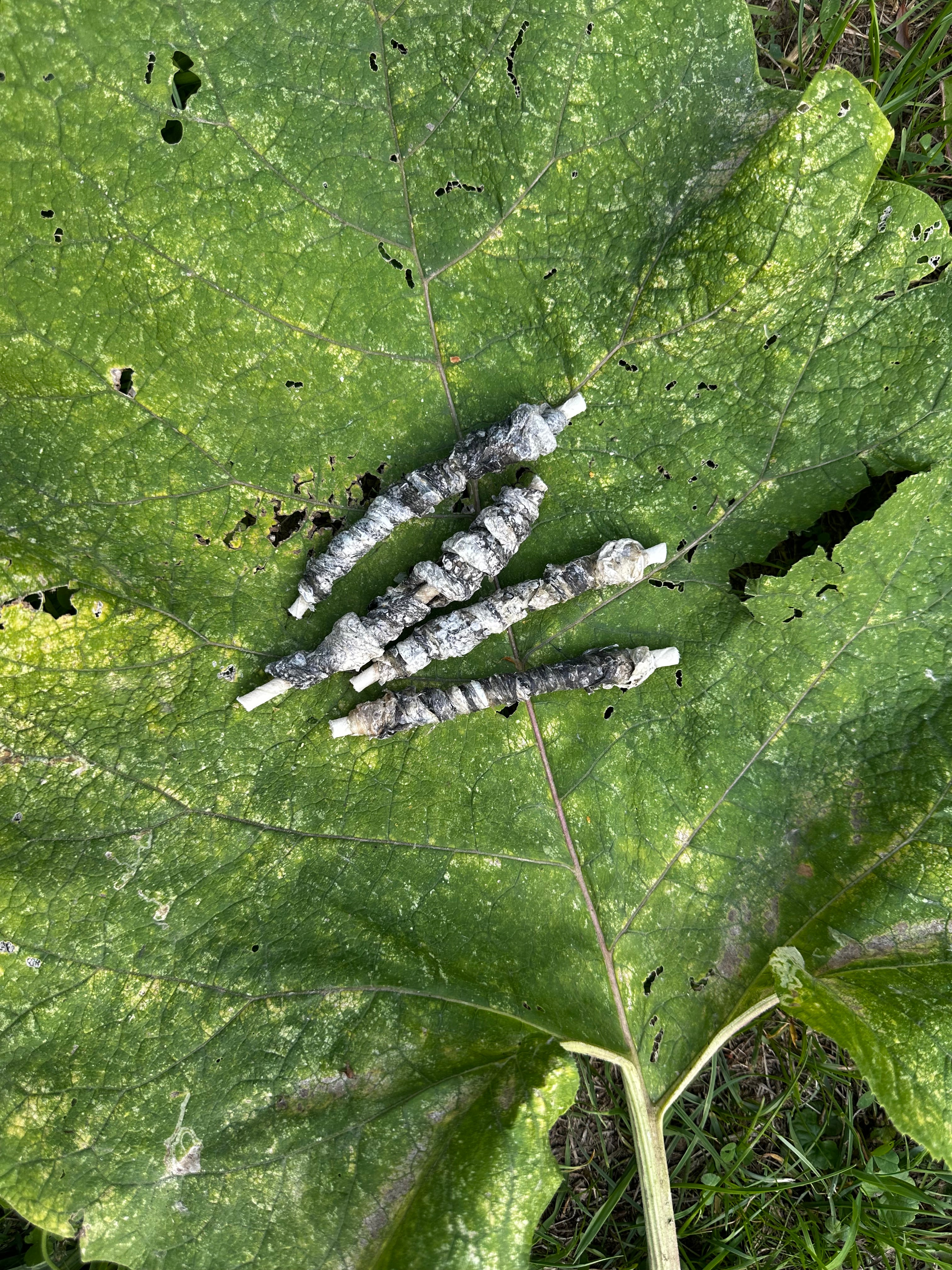 Bâtonnet à mâcher peau de buffle/peau de cabillaud 12,5cm