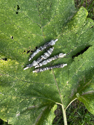 Bâtonnet à mâcher peau de buffle/peau de cabillaud 12,5cm