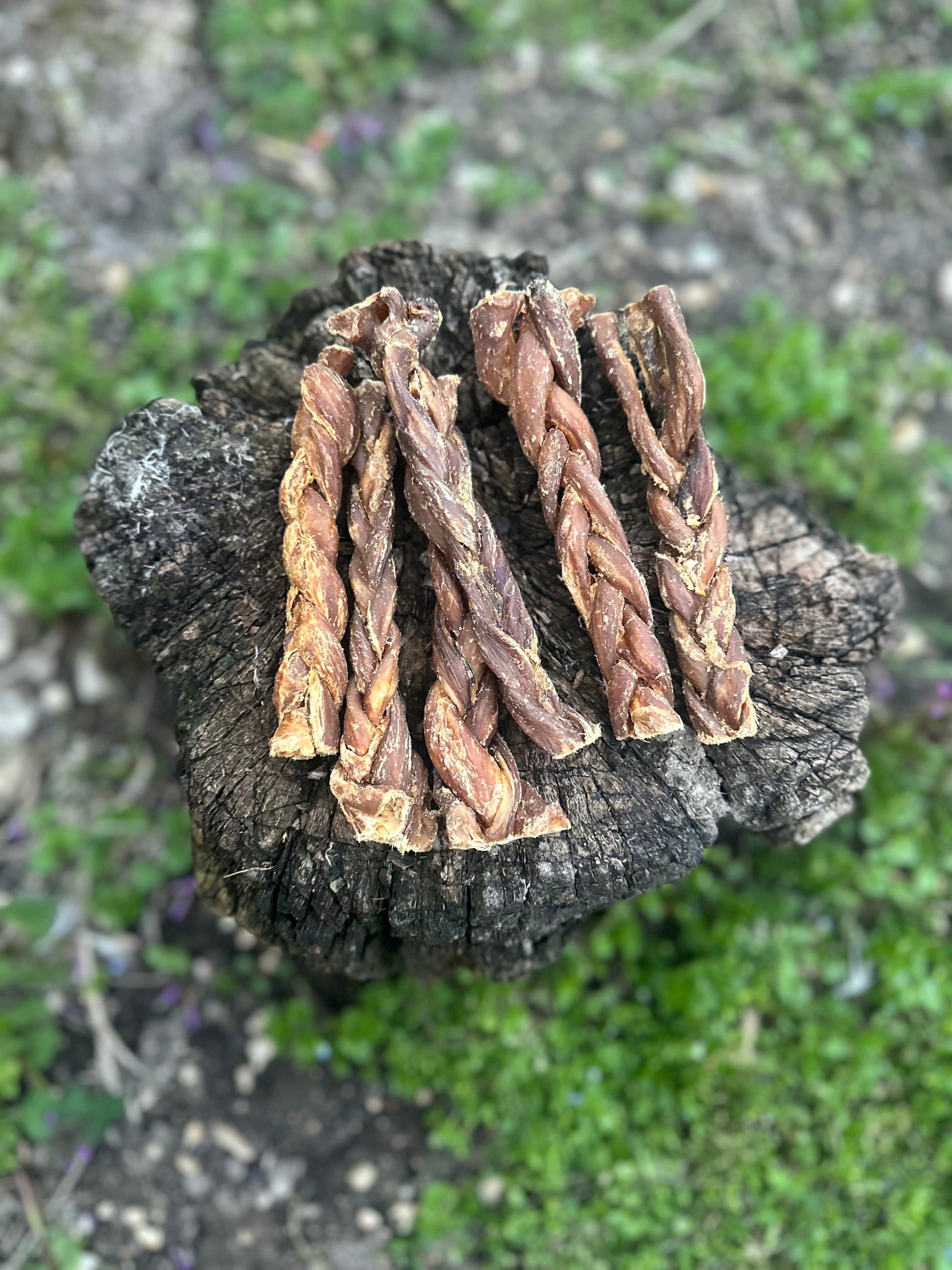 Œsophage d'agneau tressée 15CM