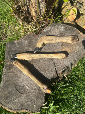 Patte de chevreuil avec poils