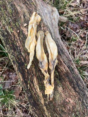 Oreille de lapin sans poils