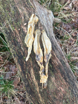 Oreille de lapin sans poils