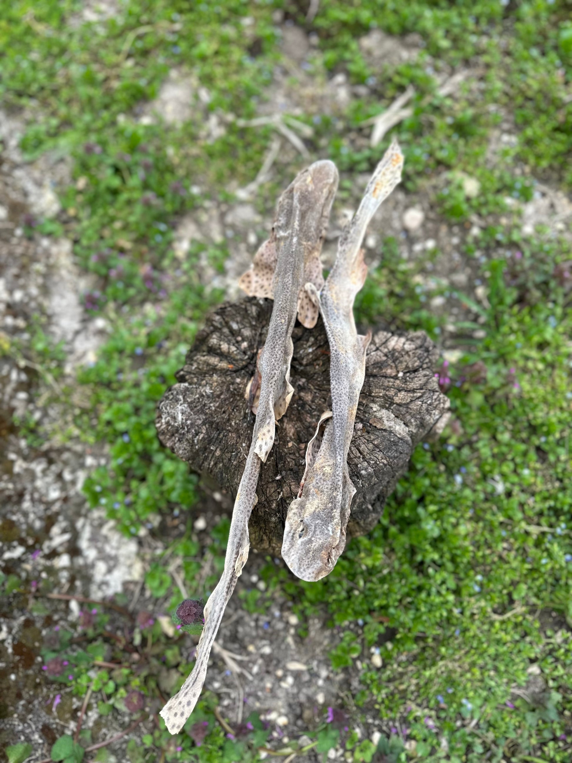 Roussette (mini requin)