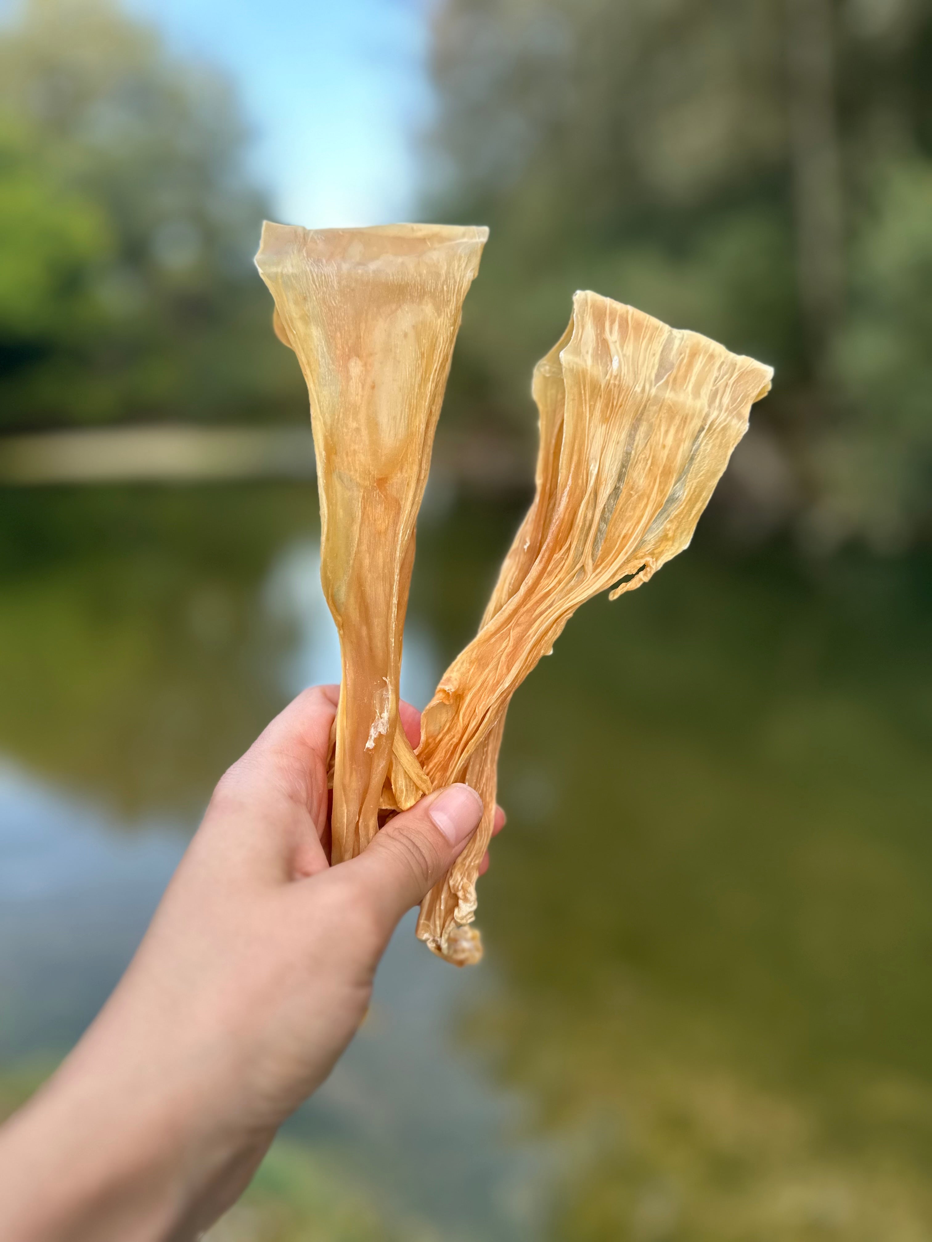 Lamelle de calamar
