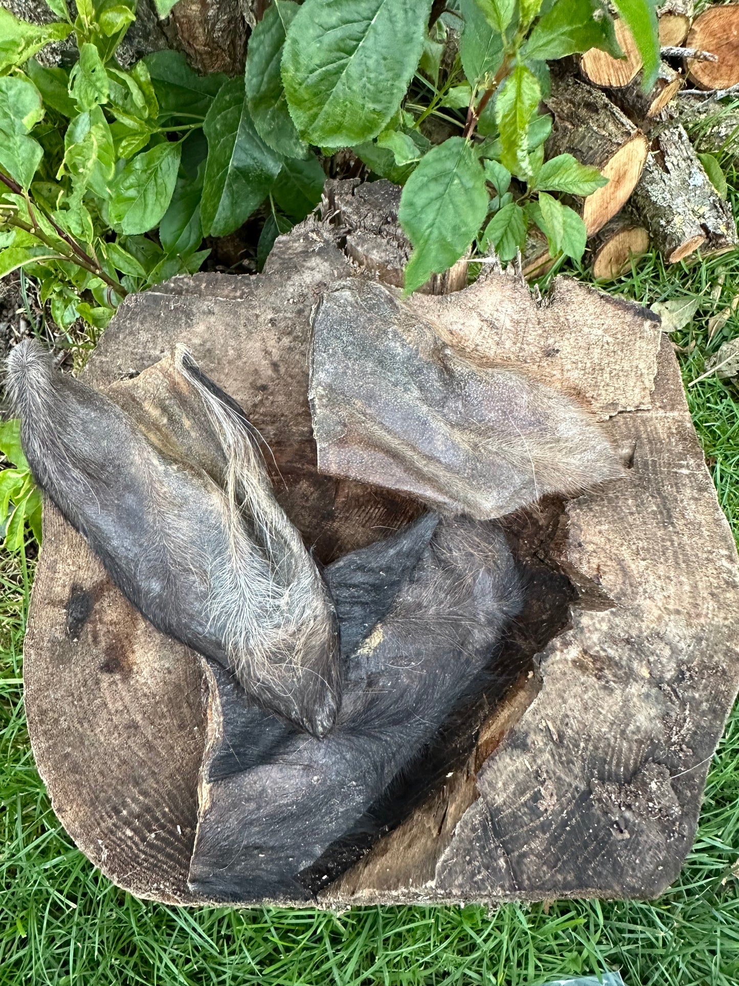 Oreille de veau avec fourrure