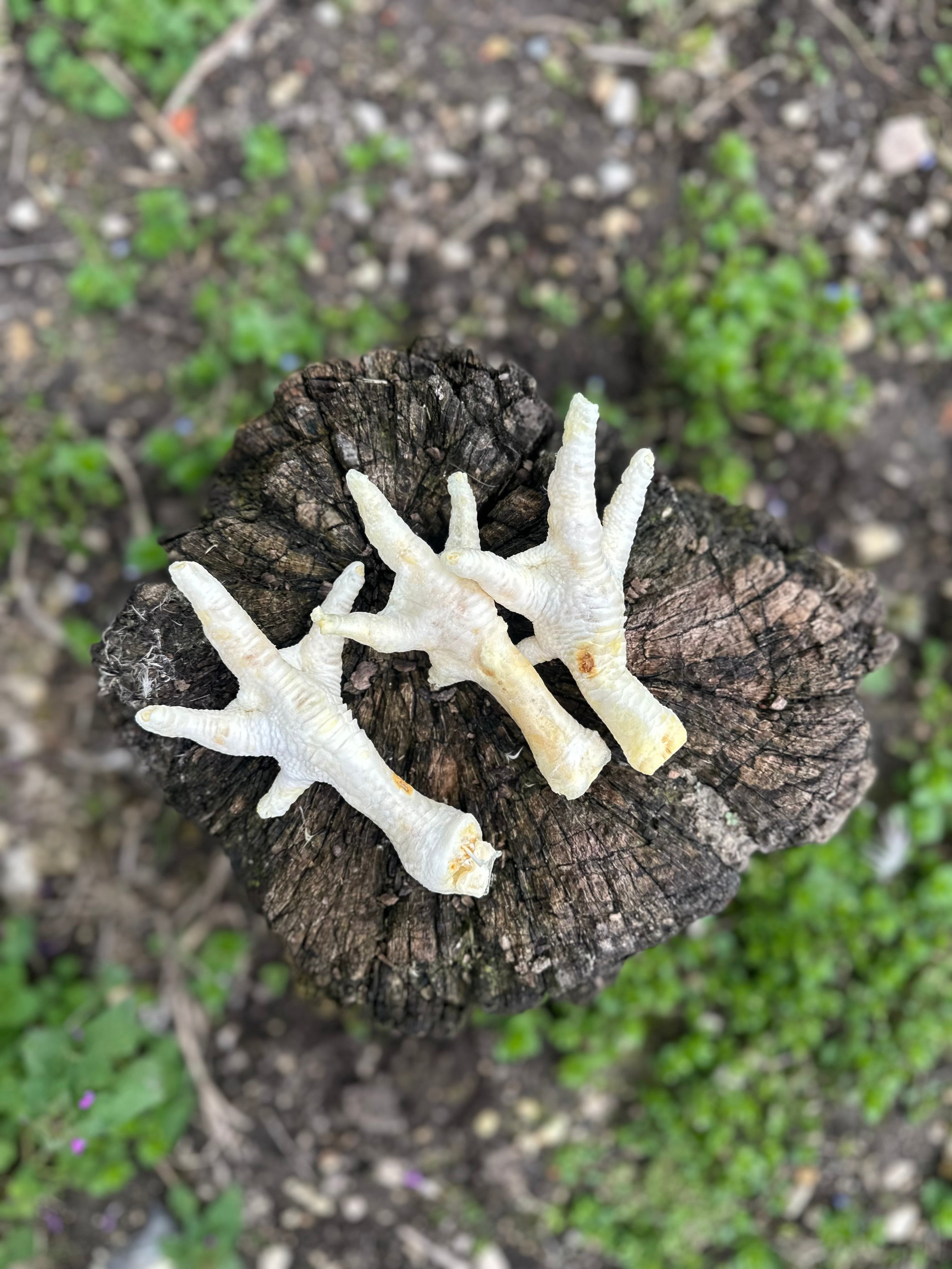 Patte de poulet soufflée blanche