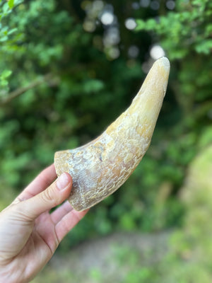 Corne de boeuf - L