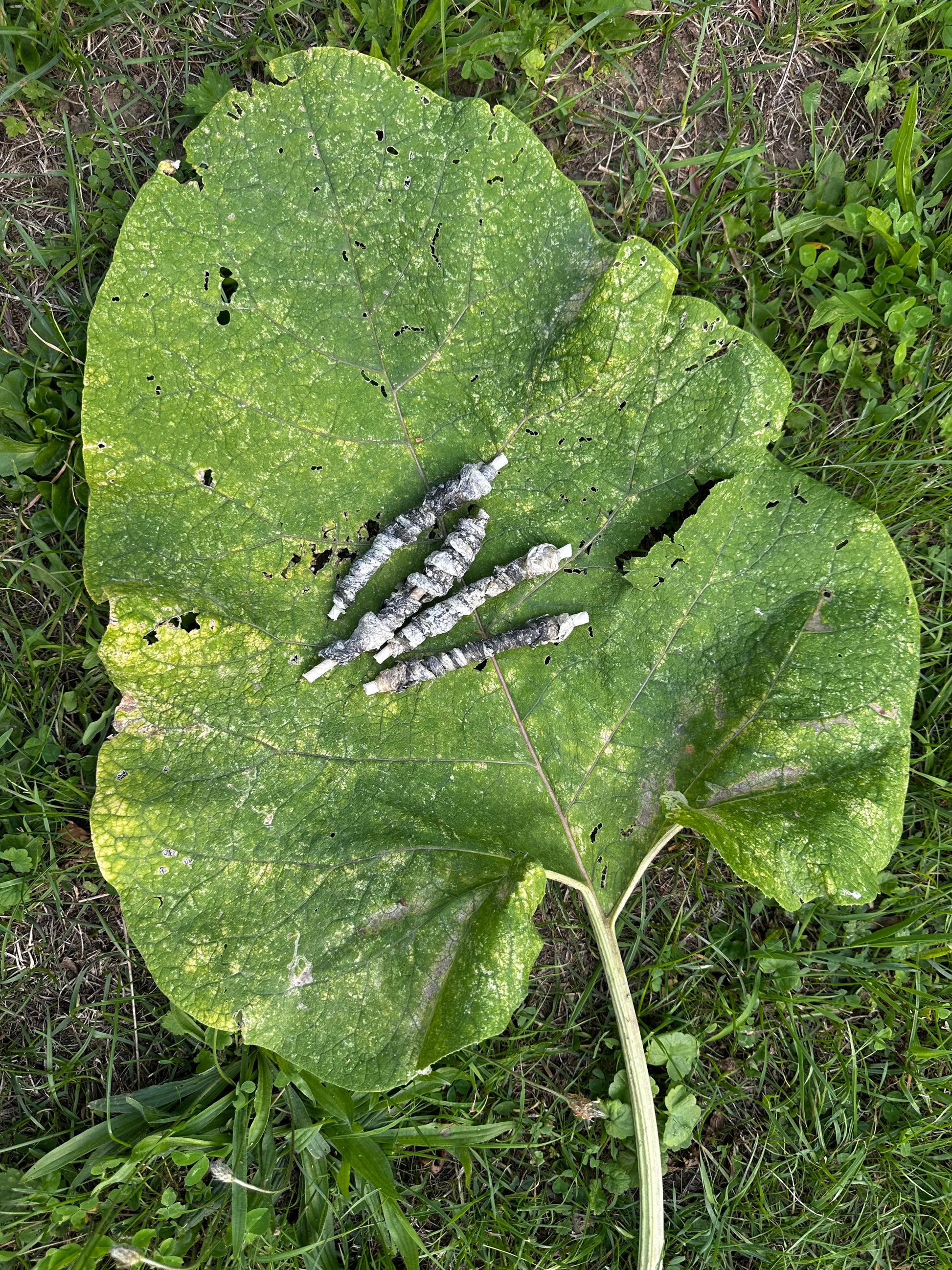 Bâtonnet à mâcher peau de buffle/peau de cabillaud 12,5cm