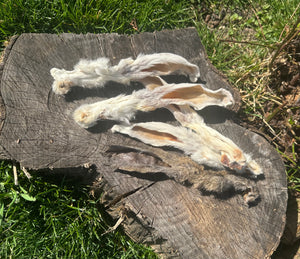 Oreille de lapin avec poils