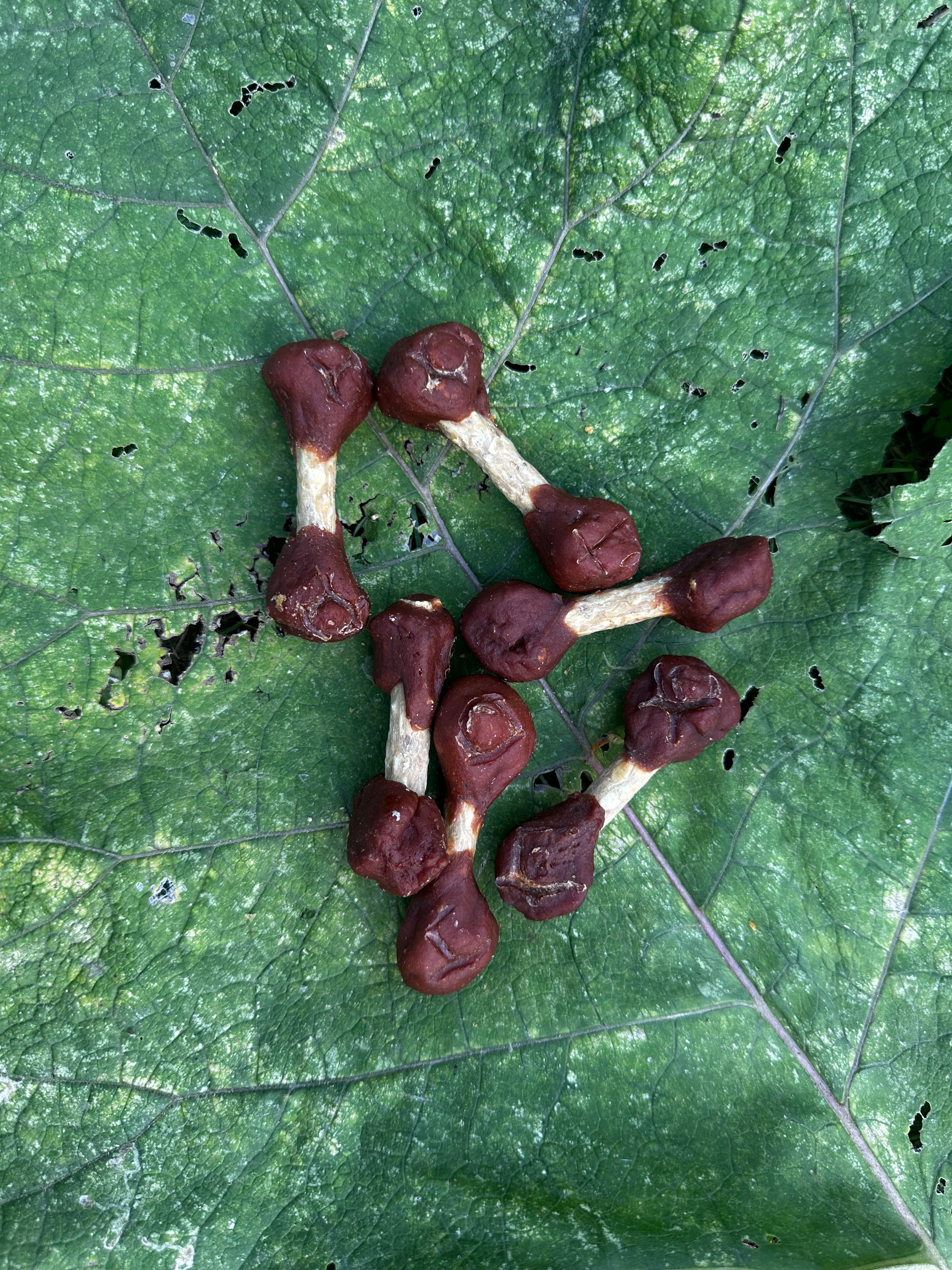 Haltère de poulet croustillante