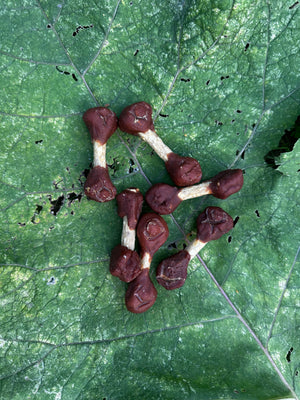 Haltère de poulet croustillante