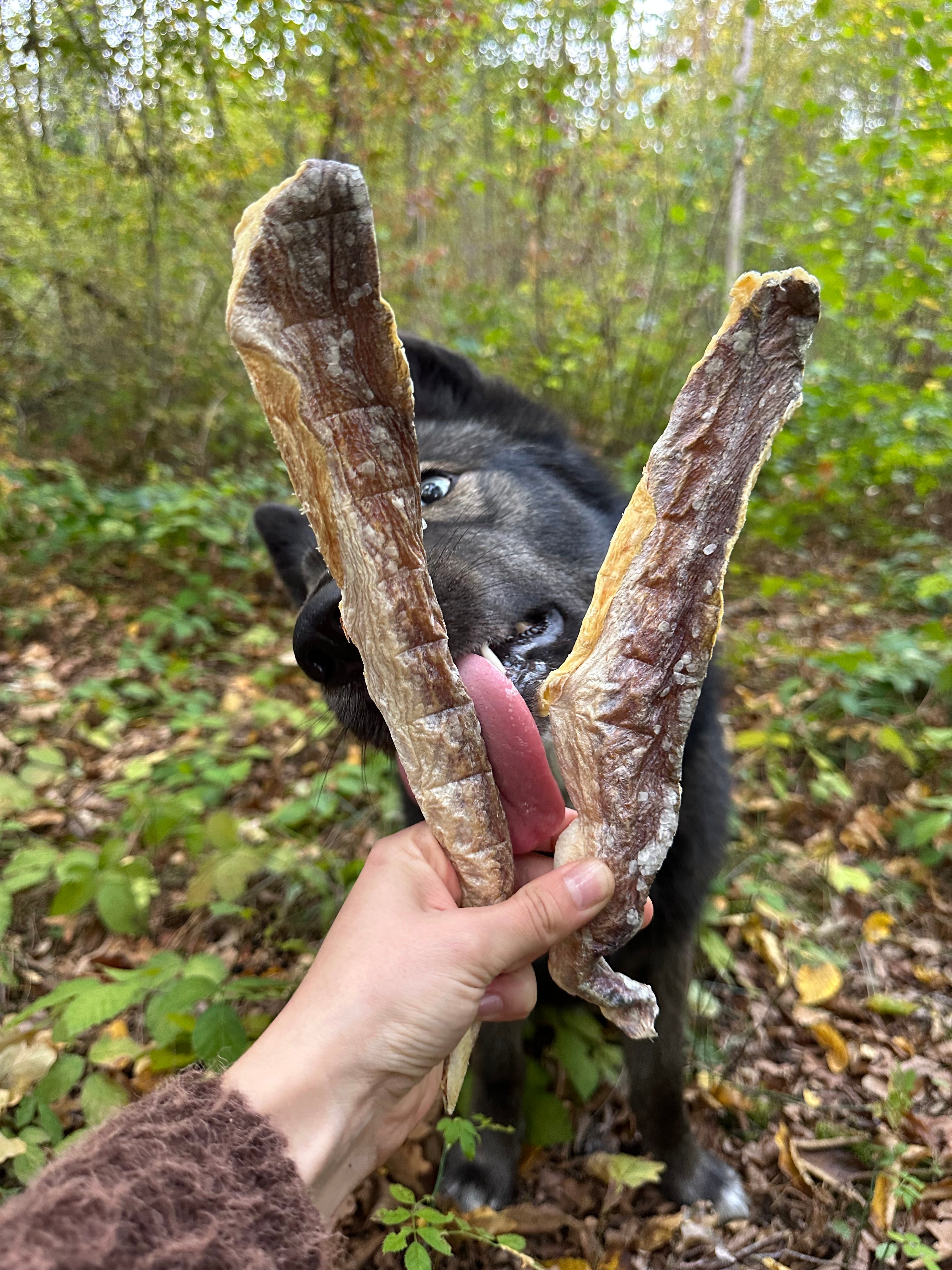 Filet de merlu