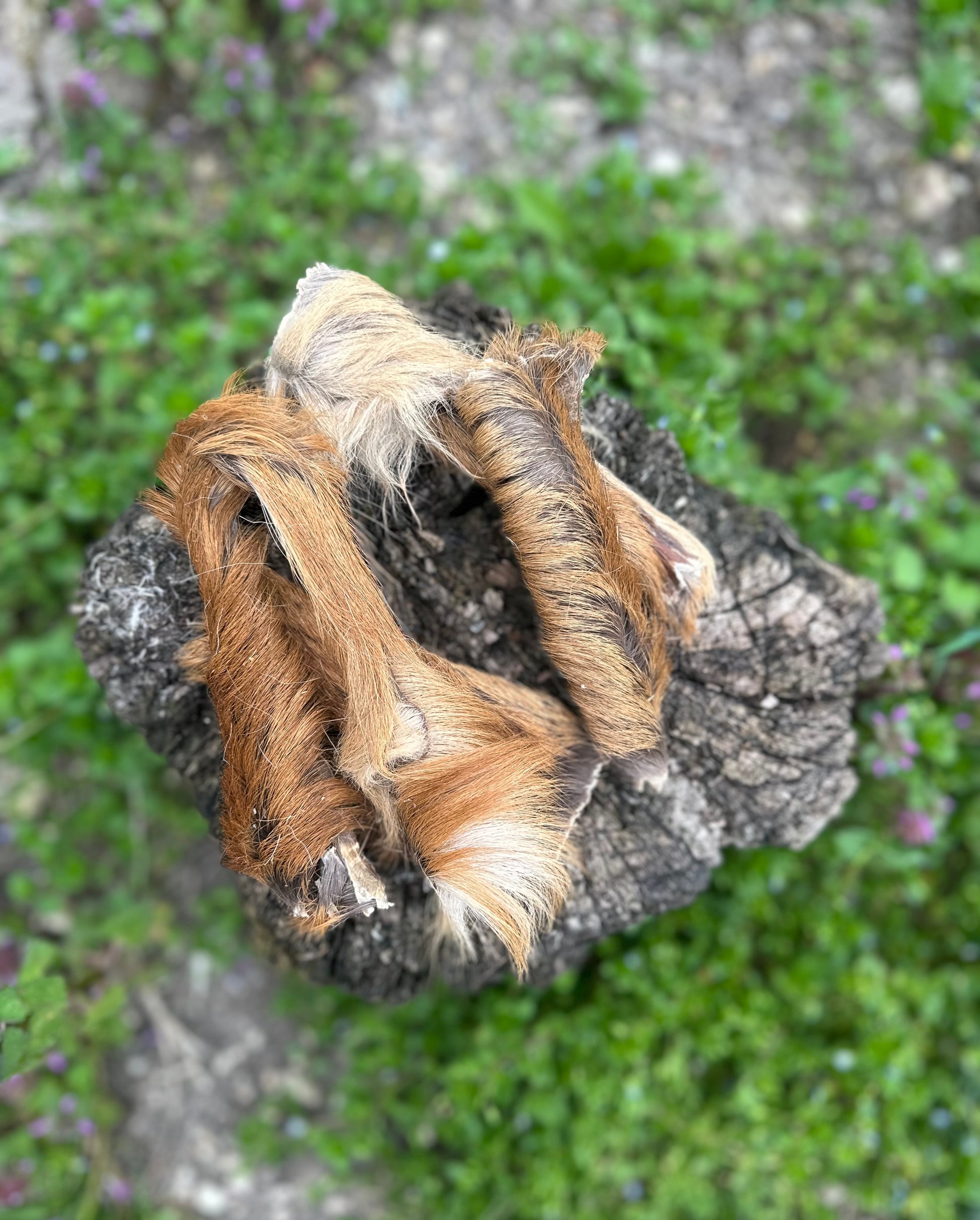 Peau de cerf avec poils