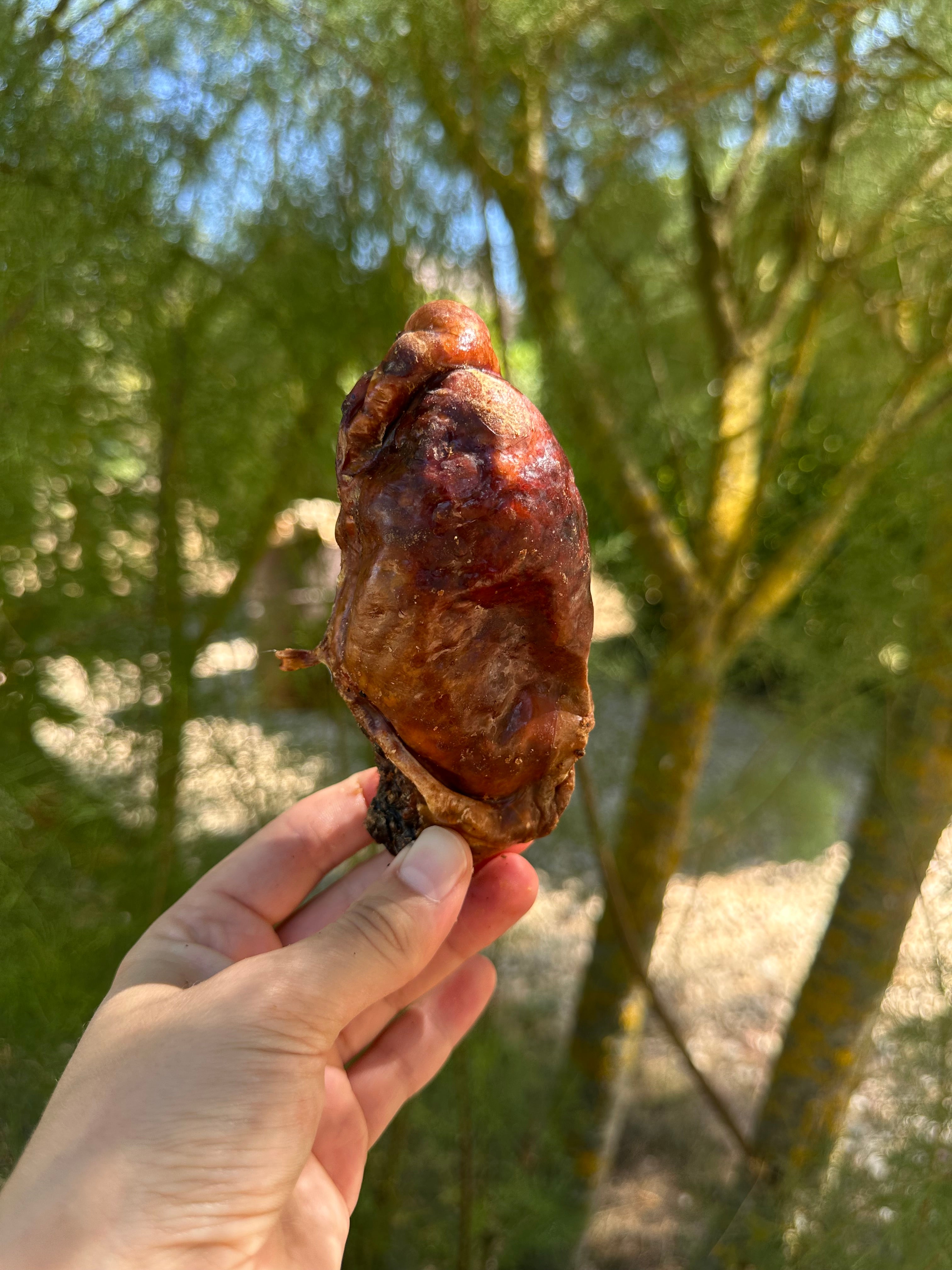 Testicule de taureau