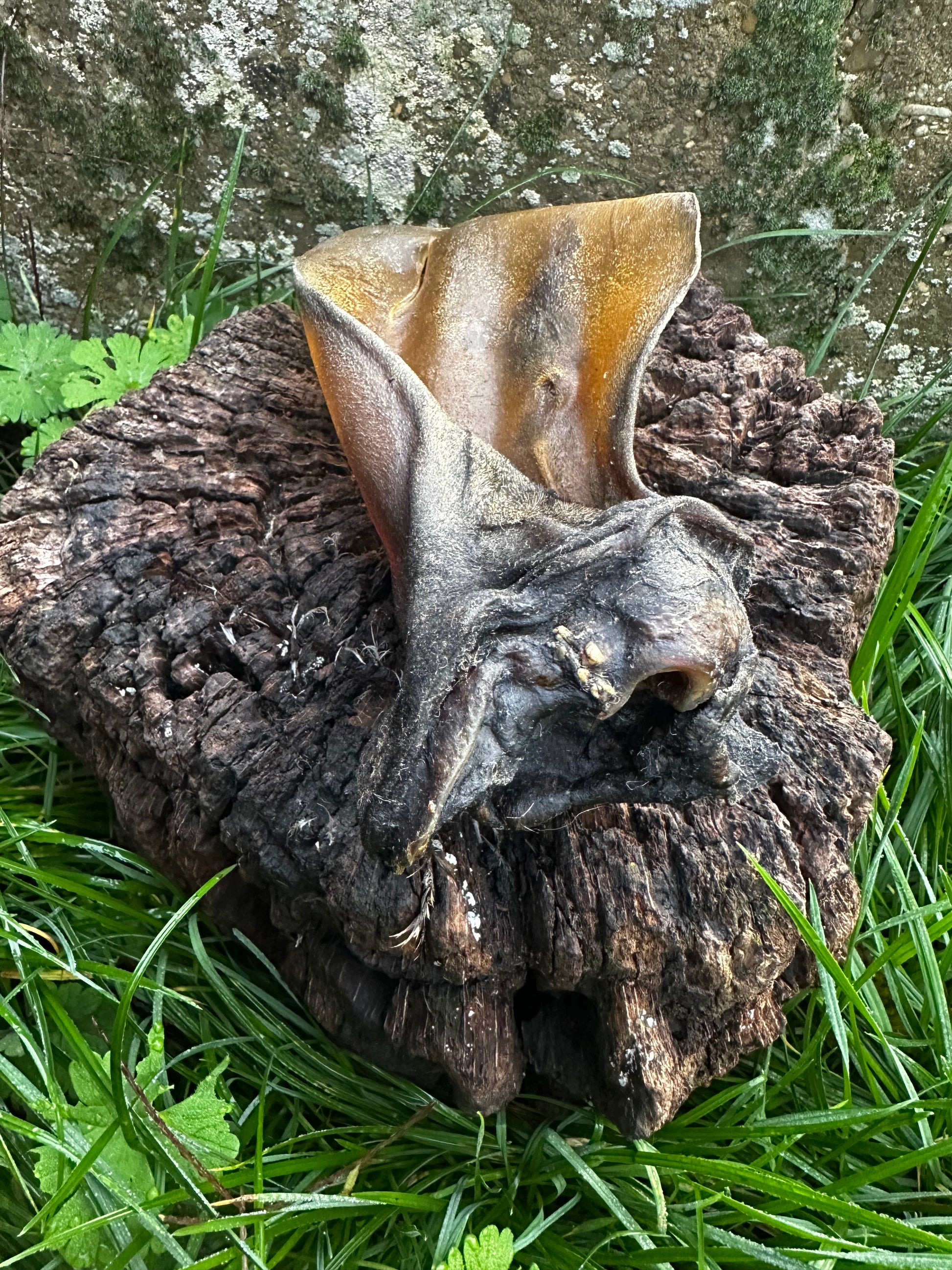 Oreille de boeuf avec anneau de viande