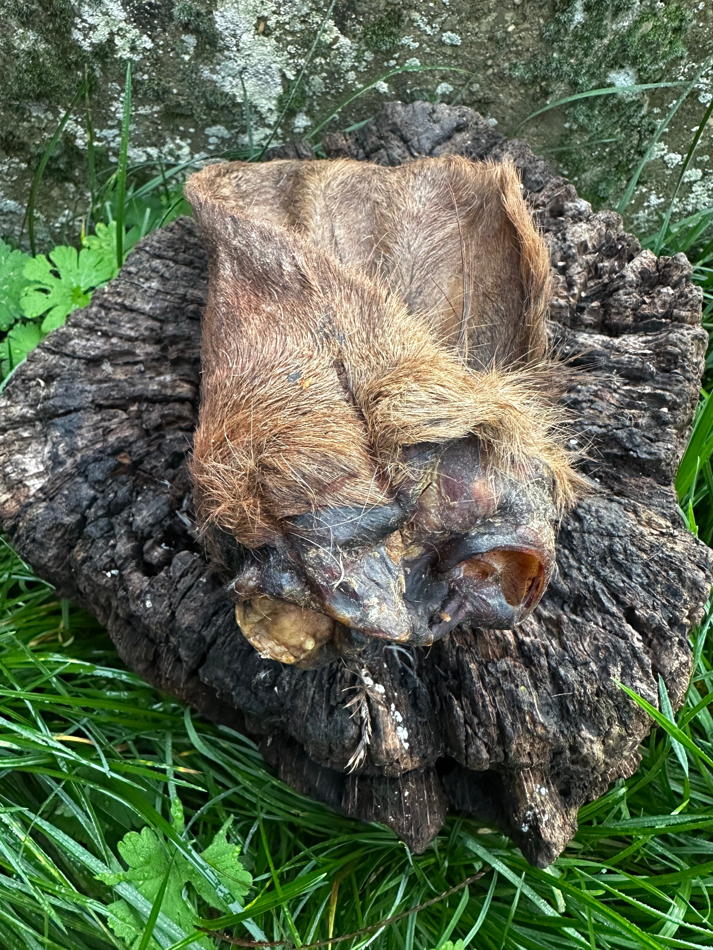 Oreille de boeuf avec poils et anneau de viande