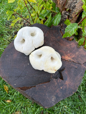 Groin de porc soufflé blanc