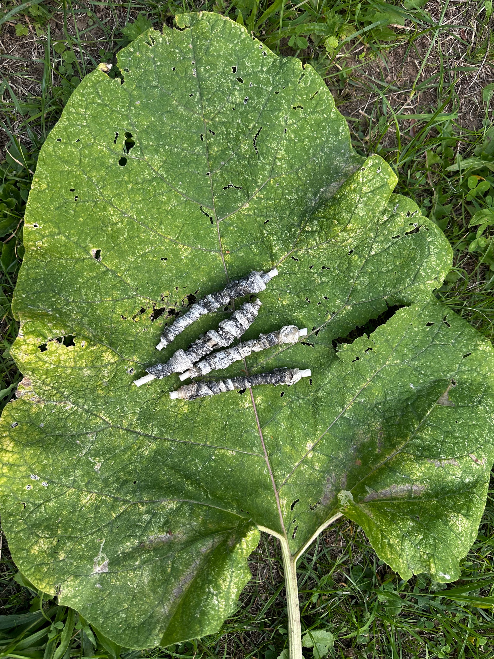 Bâtonnet à mâcher peau de buffle/peau de cabillaud 12,5cm
