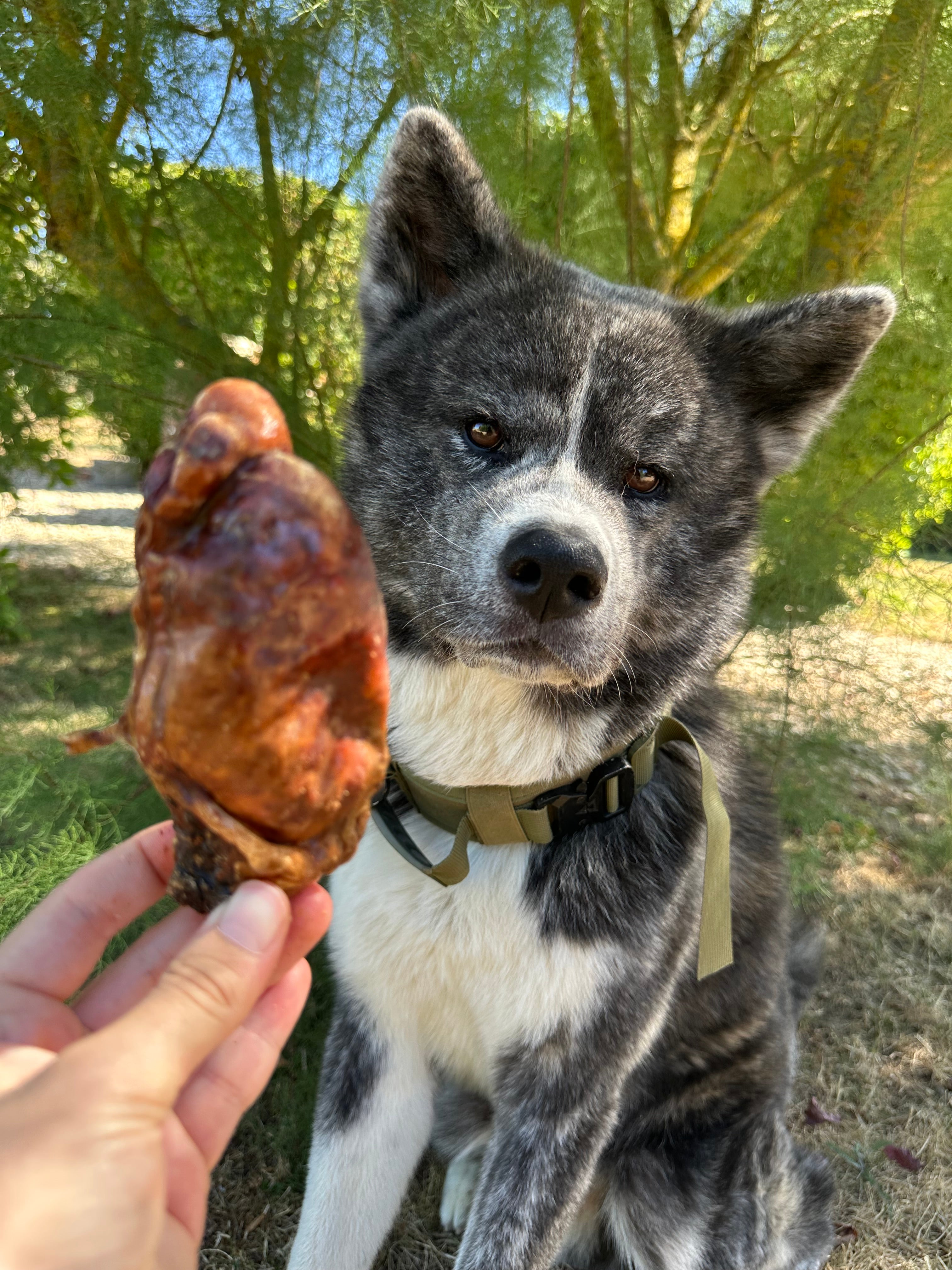 Testicule de taureau