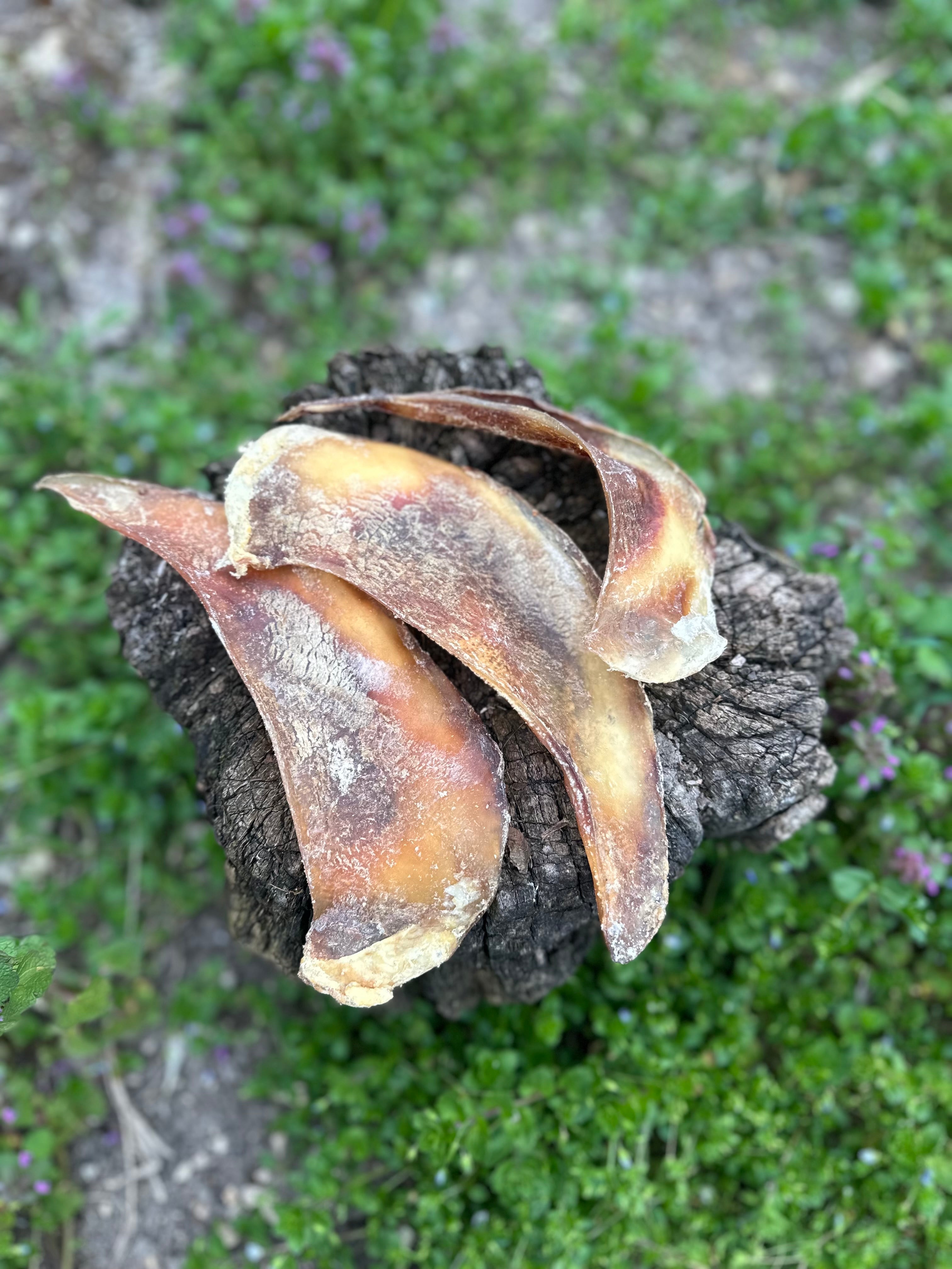 Mini omoplate de cerf