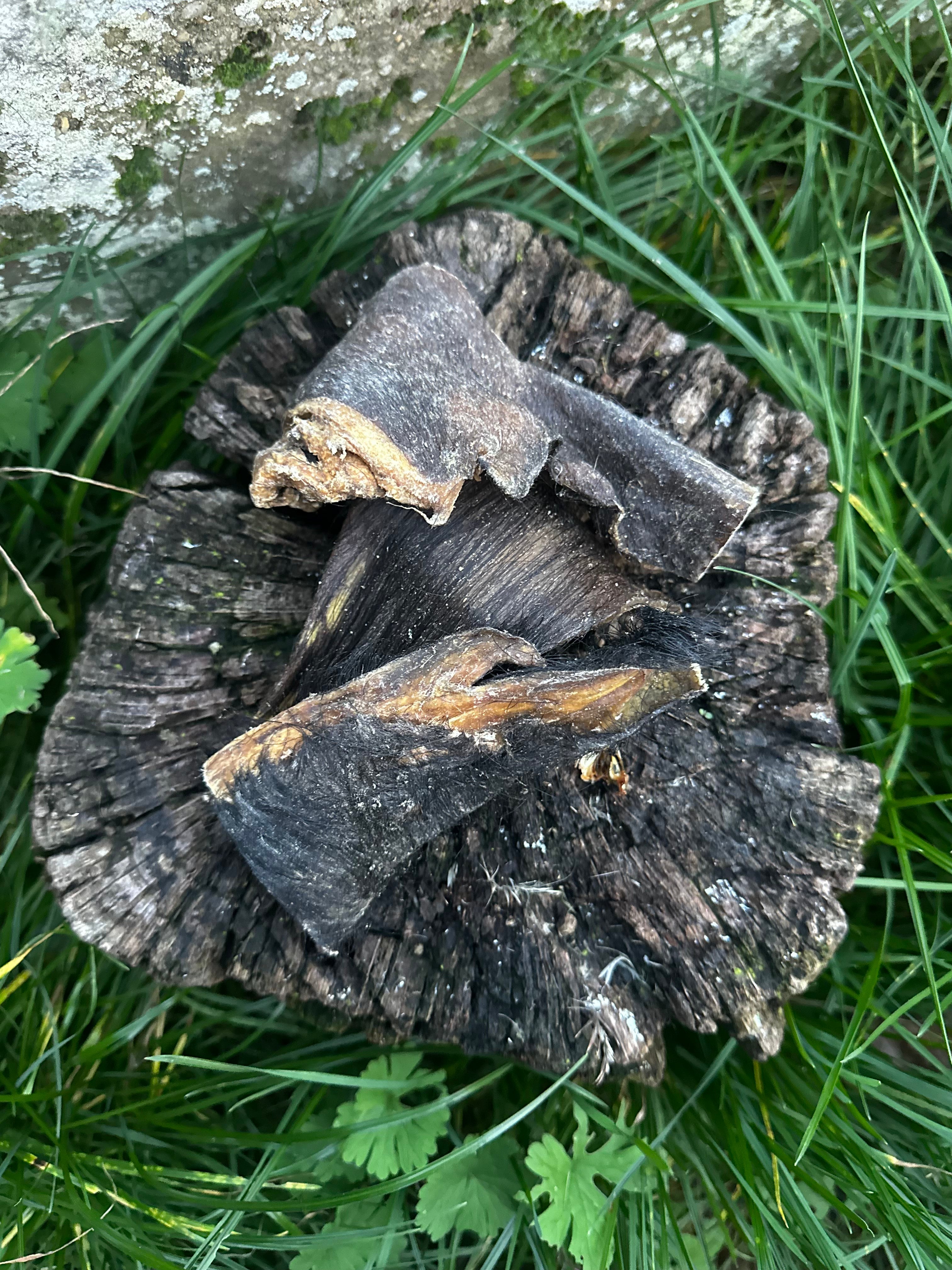 Cuir chevelu de bœuf avec fourrure